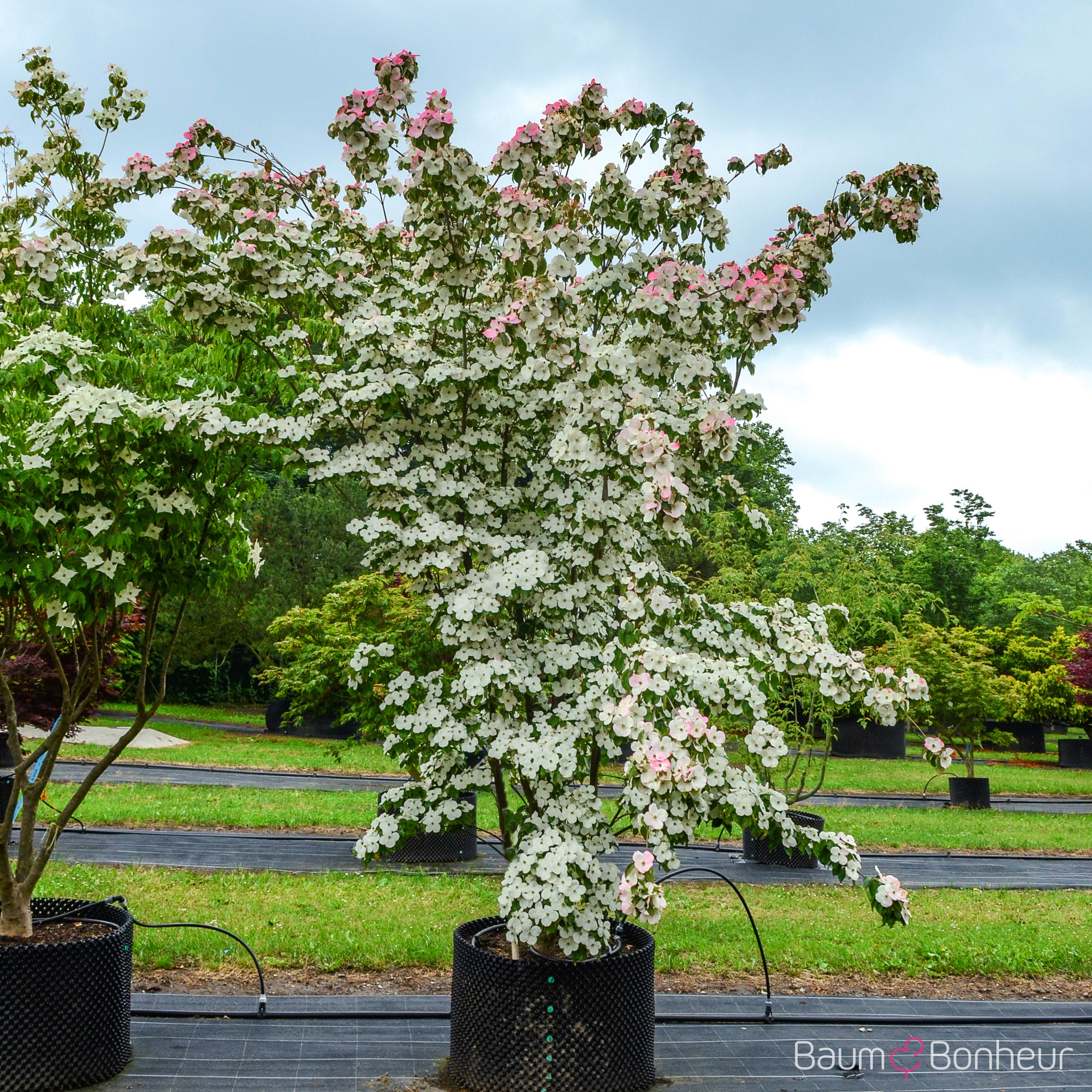Cornus kousa