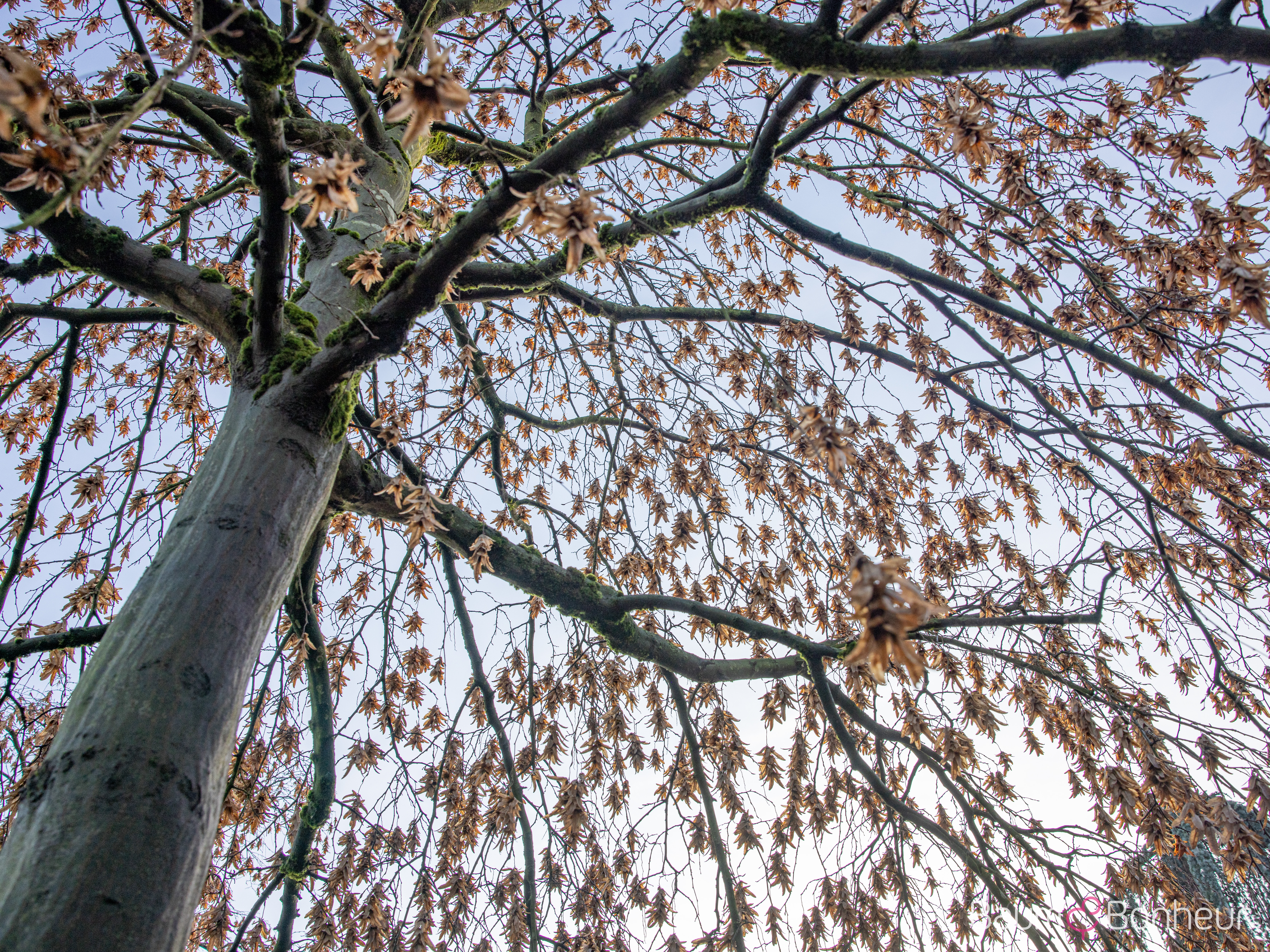 Carpinus betulus 'Pendula'