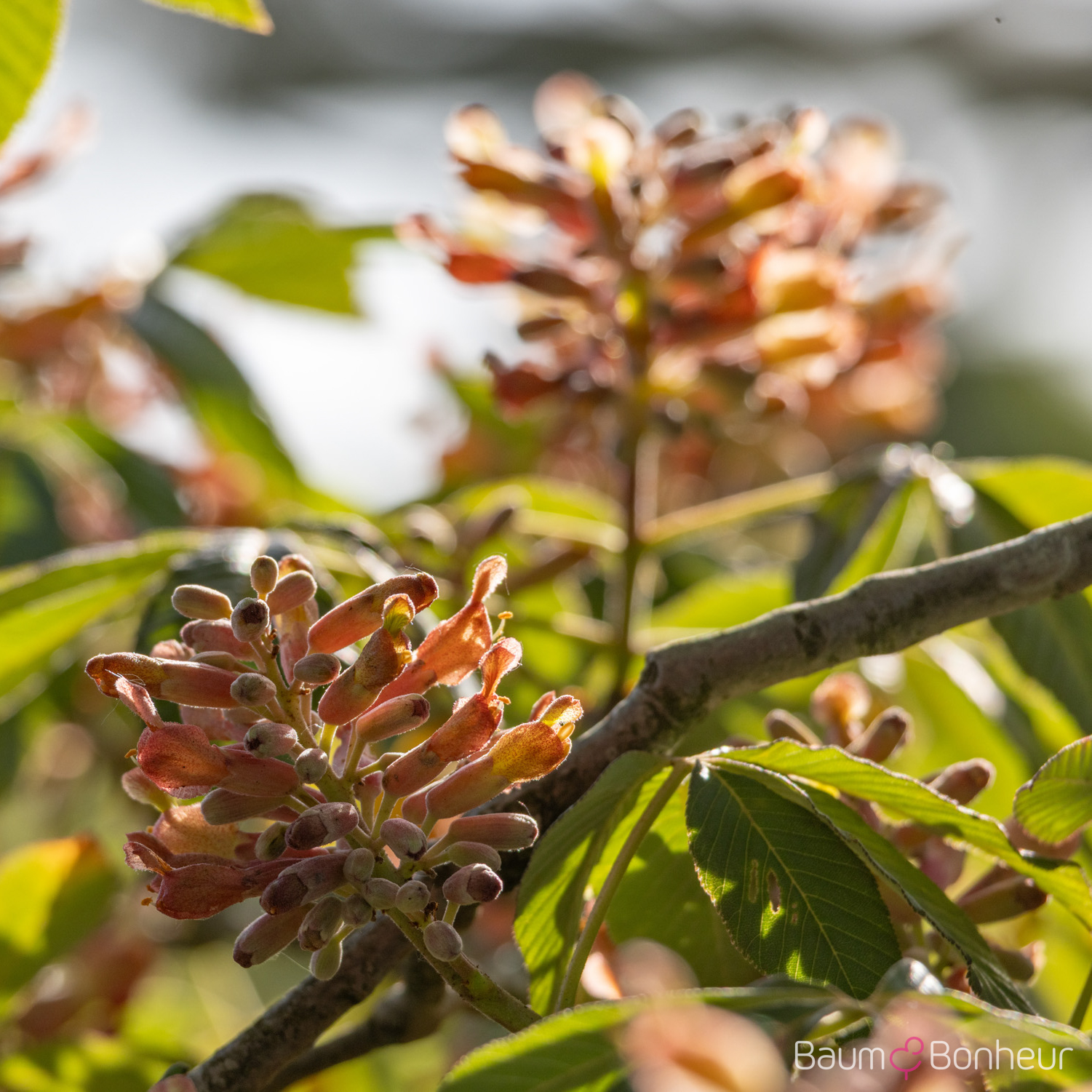 Aesculus pavia