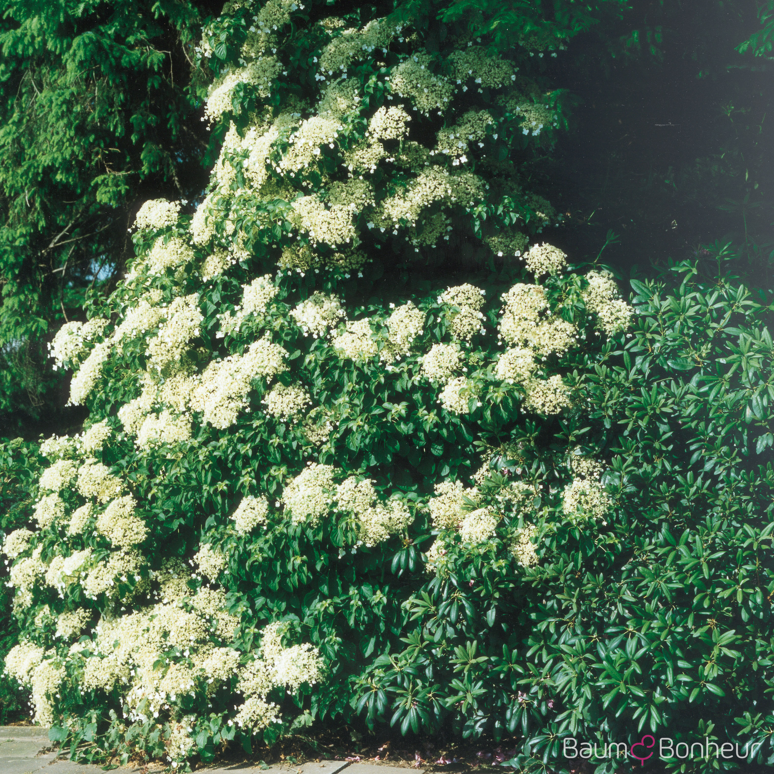 Hydrangea petiolaris