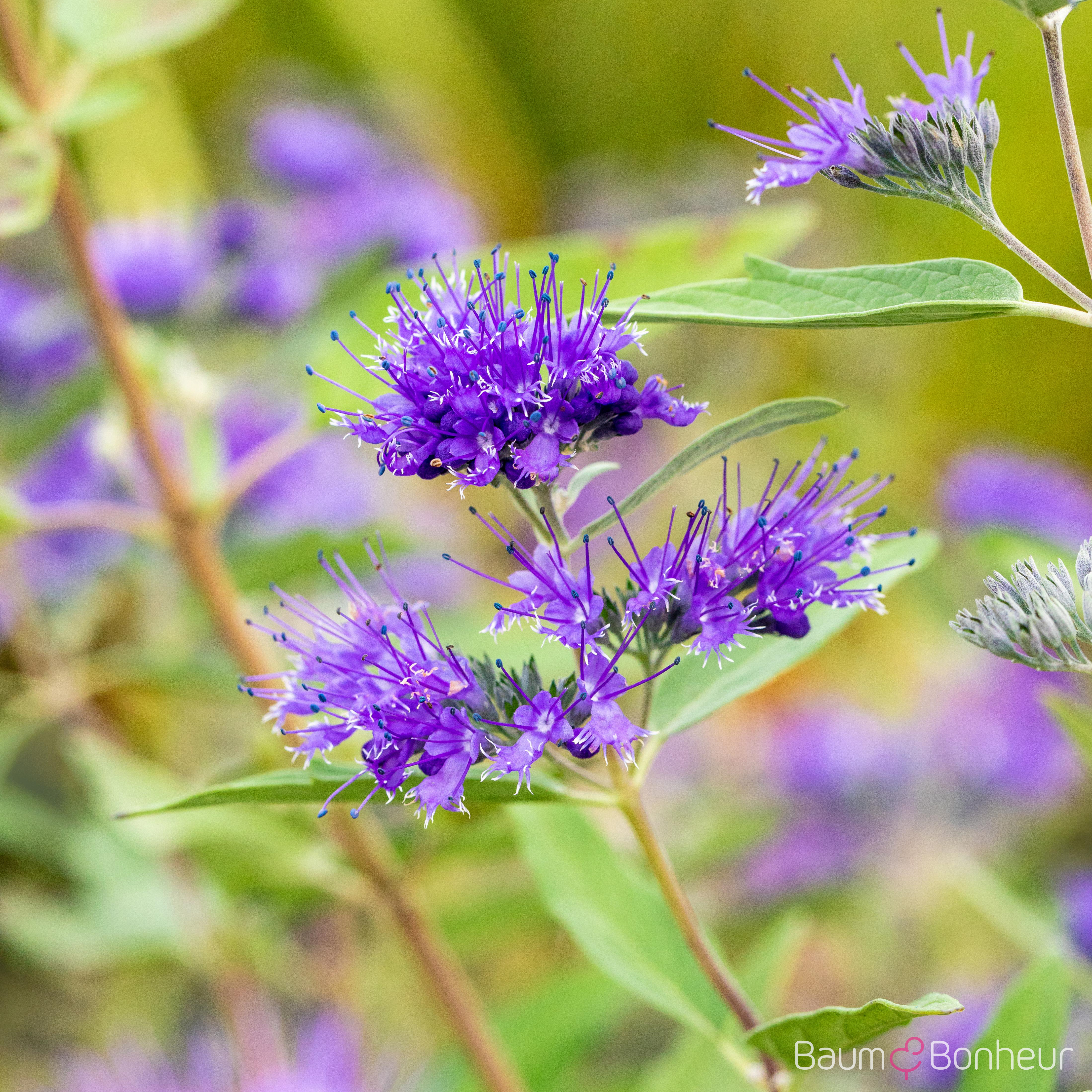 Caryopteris clandonensis 'Heavenly Blue'