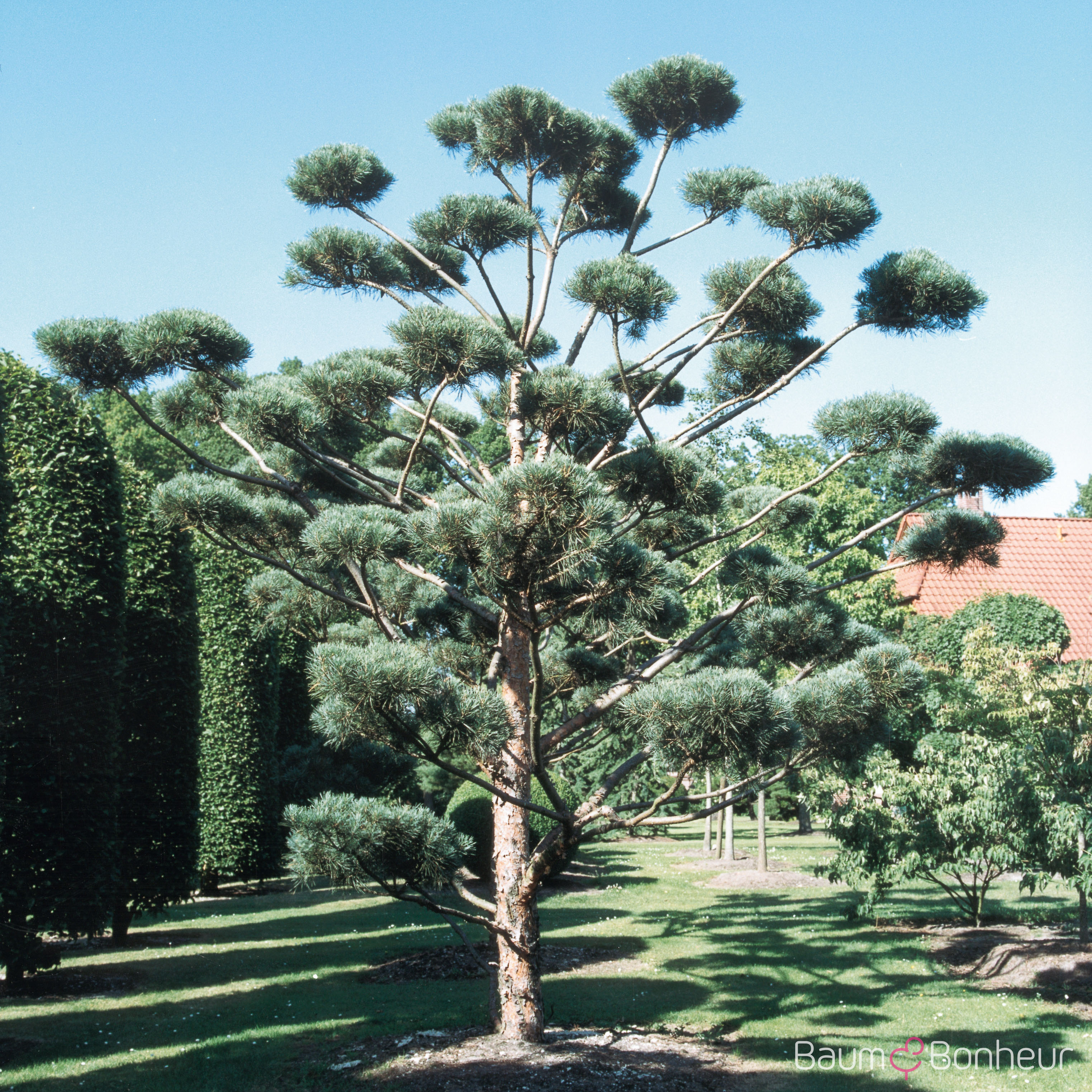 Pinus sylvestris 'Glauca'