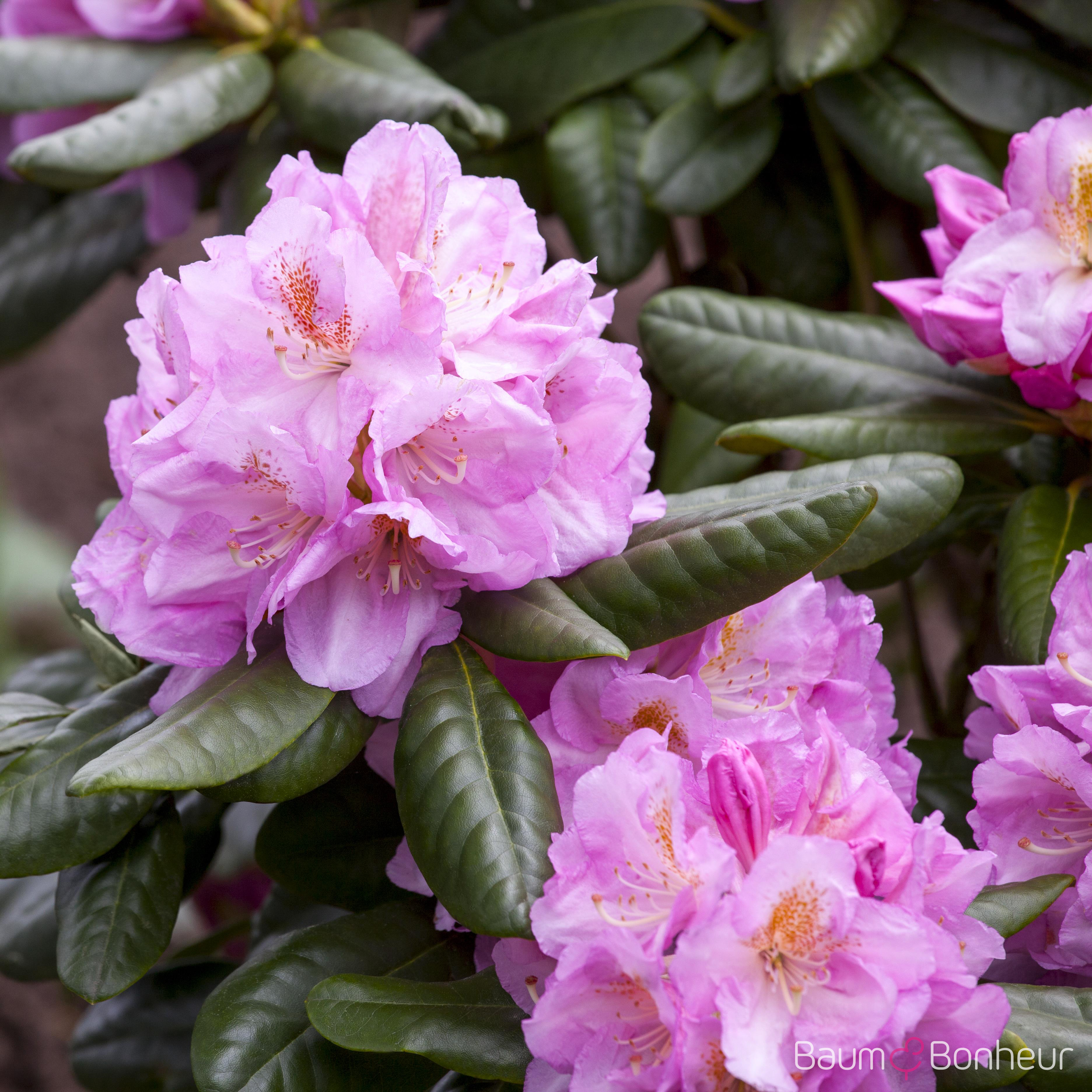 Rhododendron 'Scintillation'