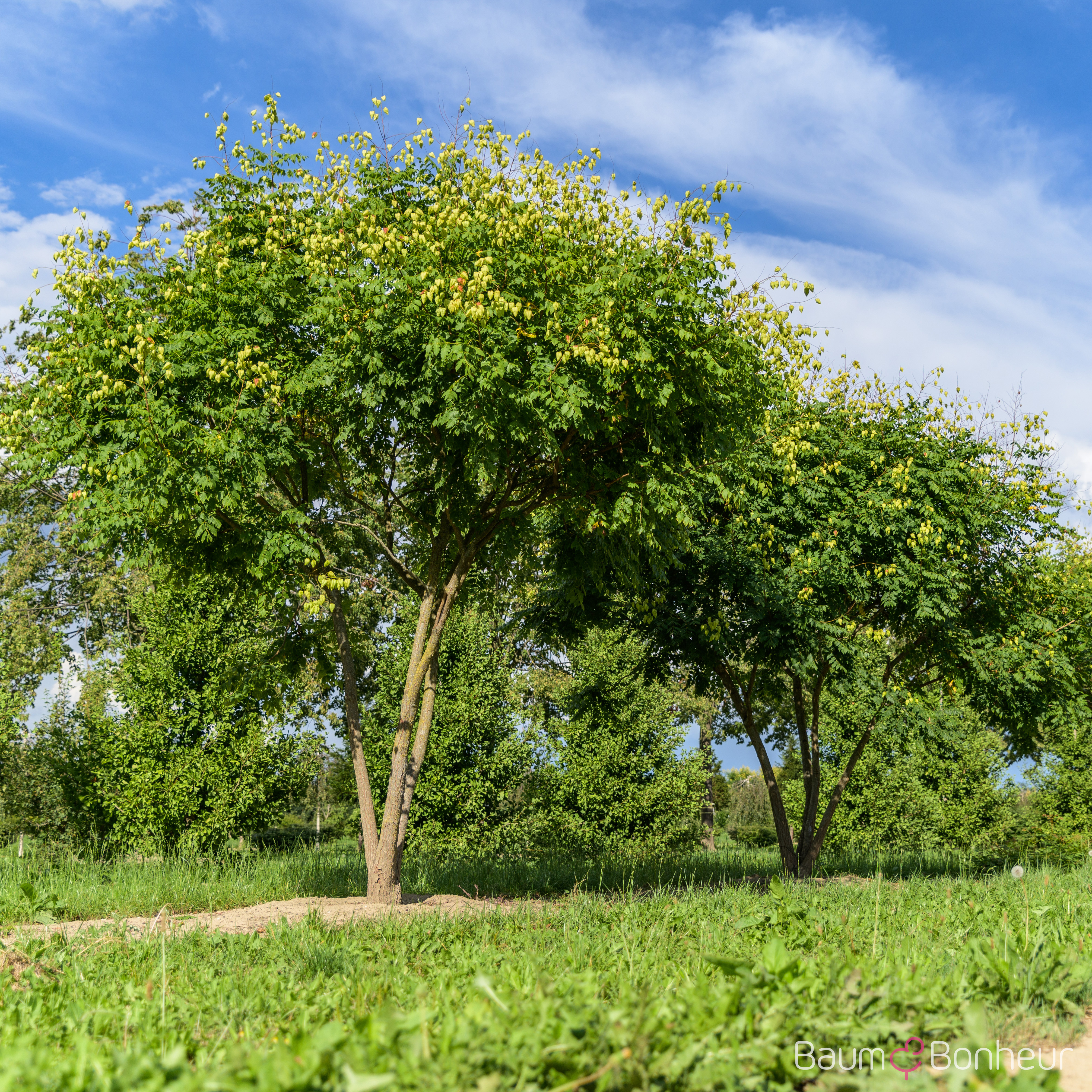 Koelreuteria paniculata