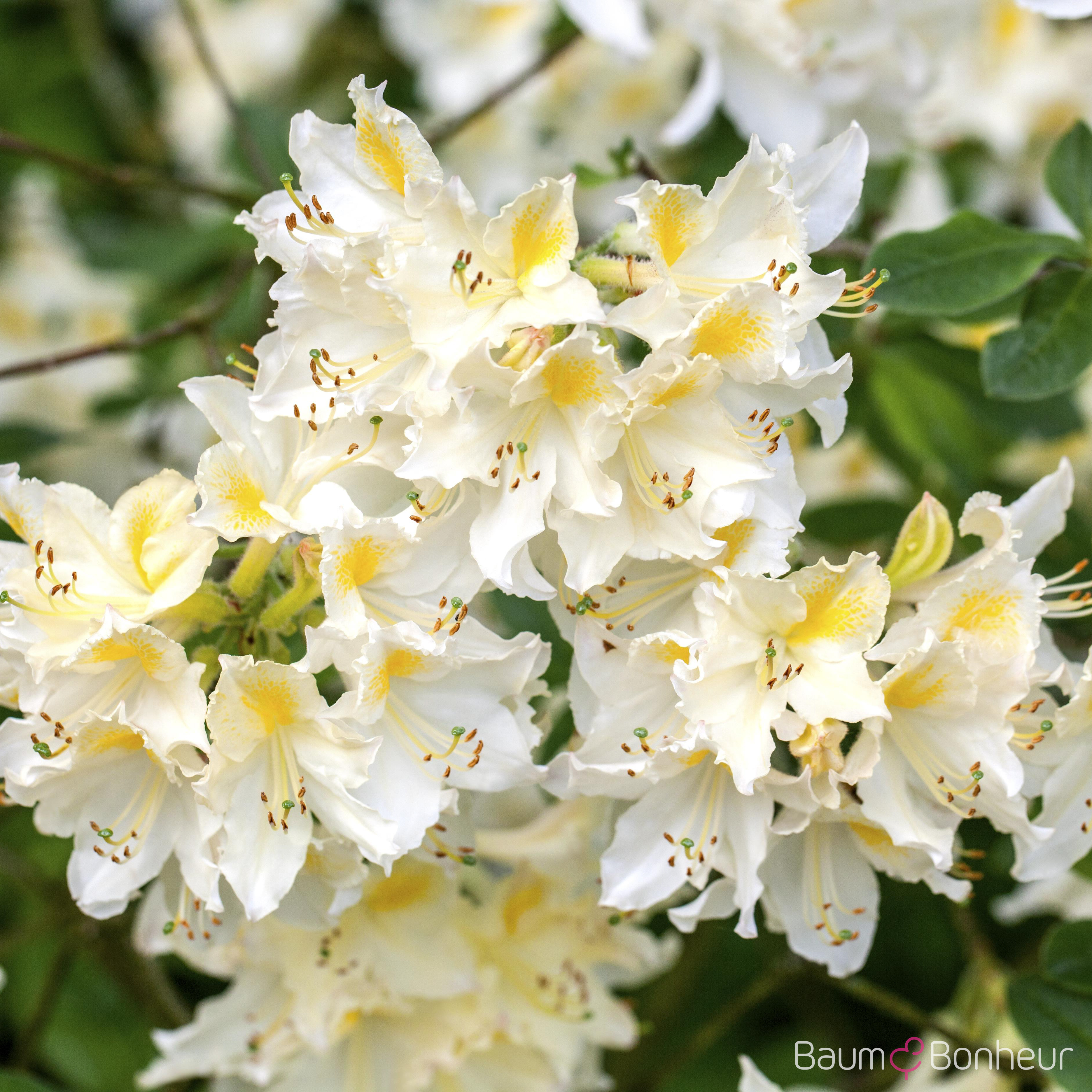 Rhododendron luteum 'Daviesii'
