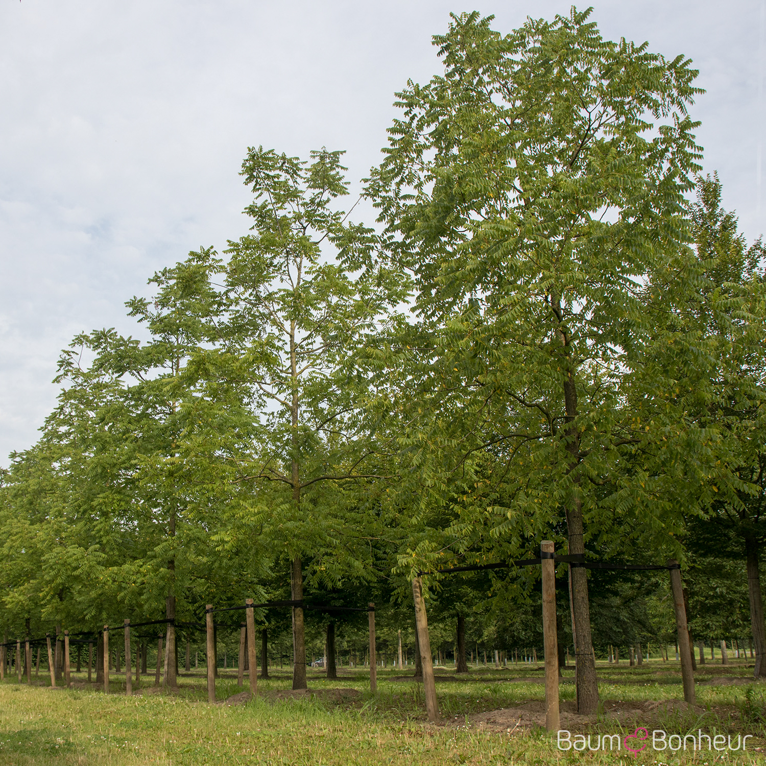 Juglans nigra