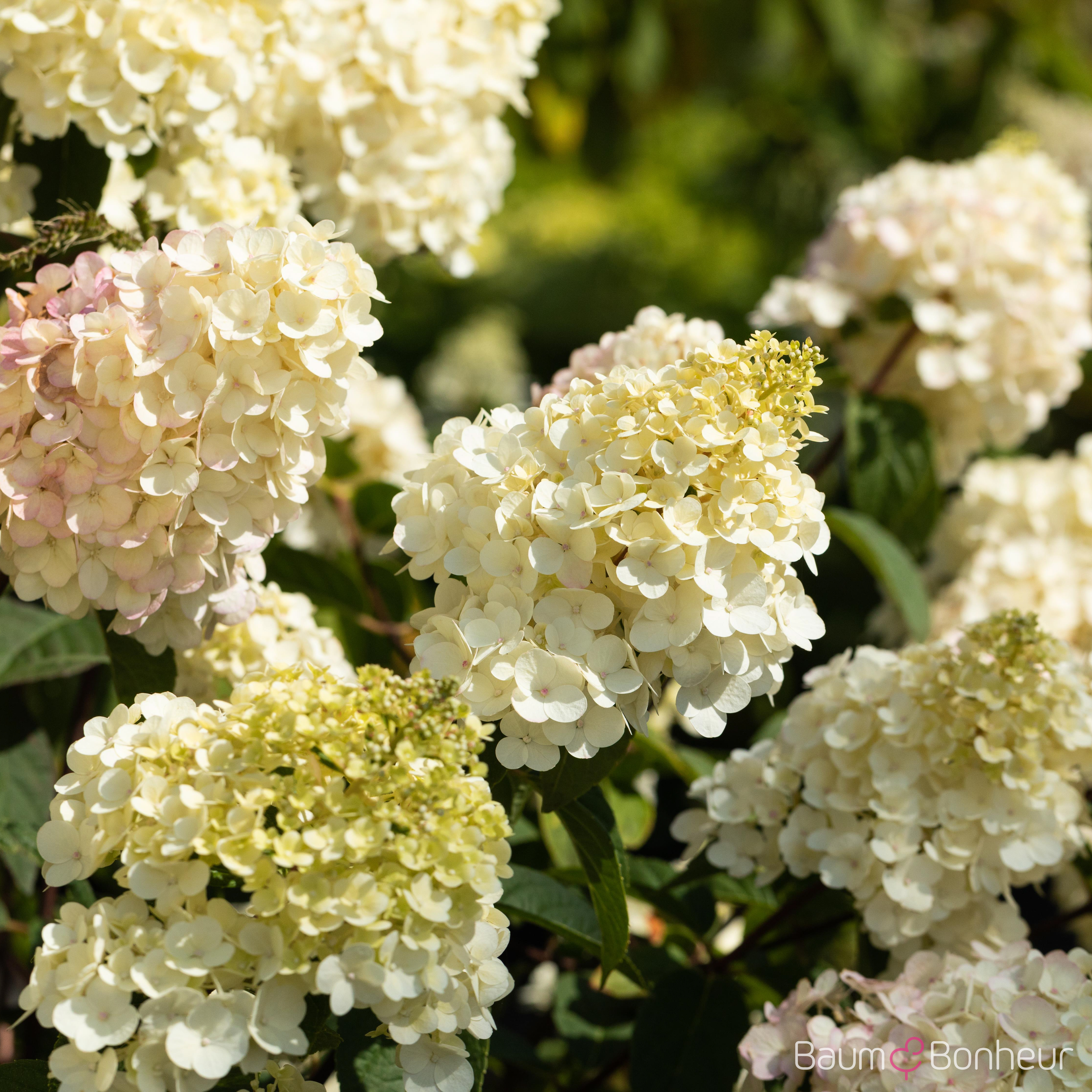 Hydrangea paniculata 'Vanille-Fraise' -R-