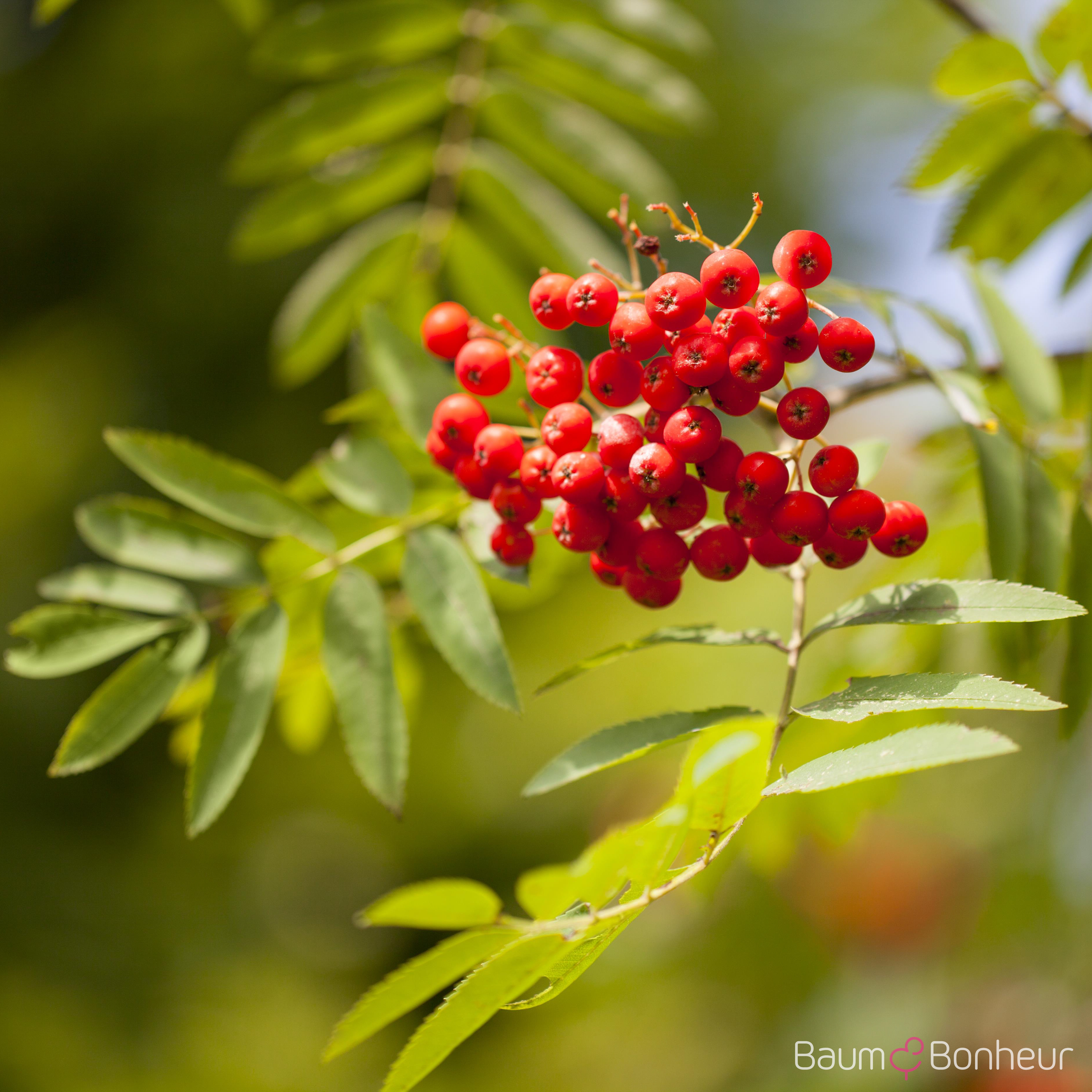 Sorbus aucuparia