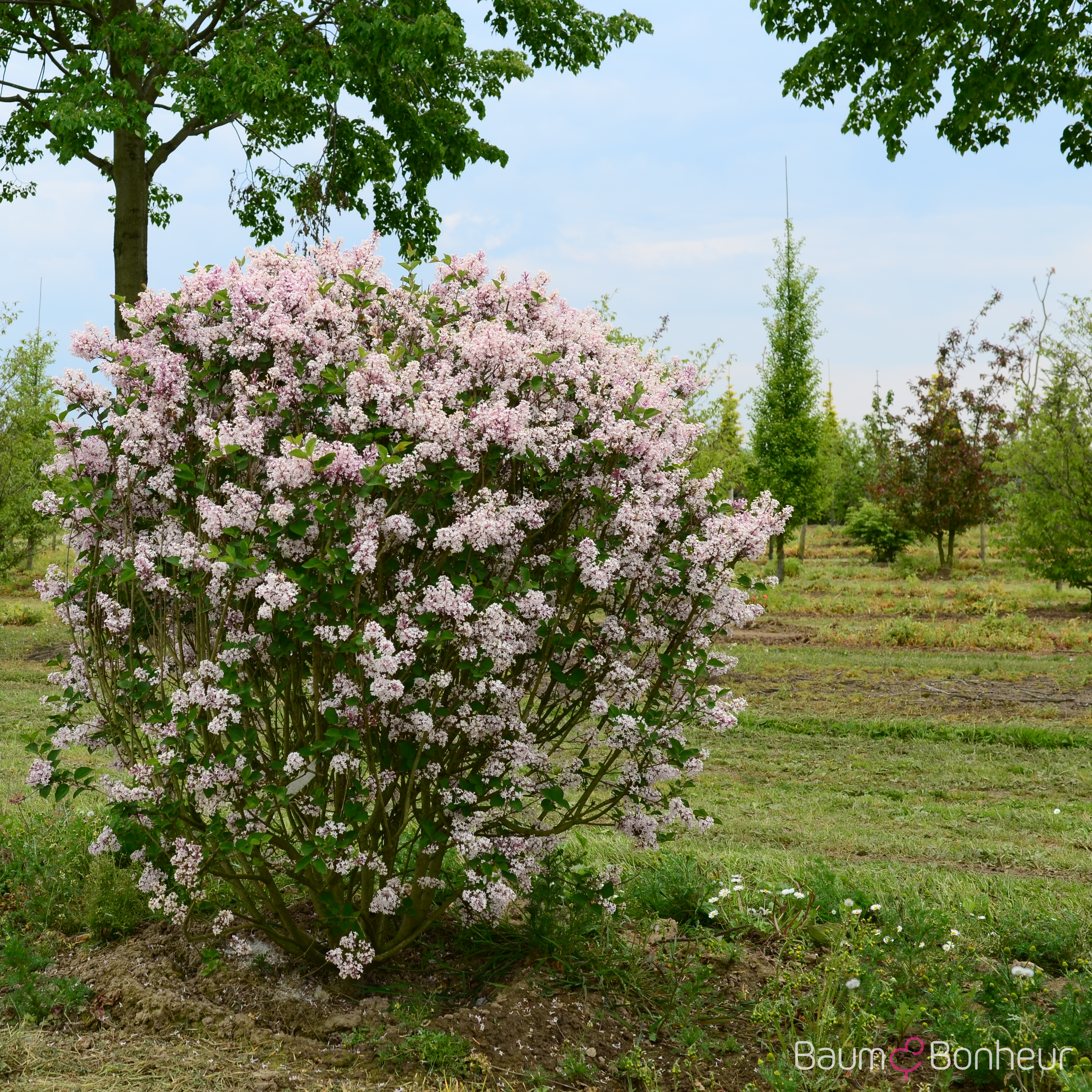 Syringa meyeri 'Josée'