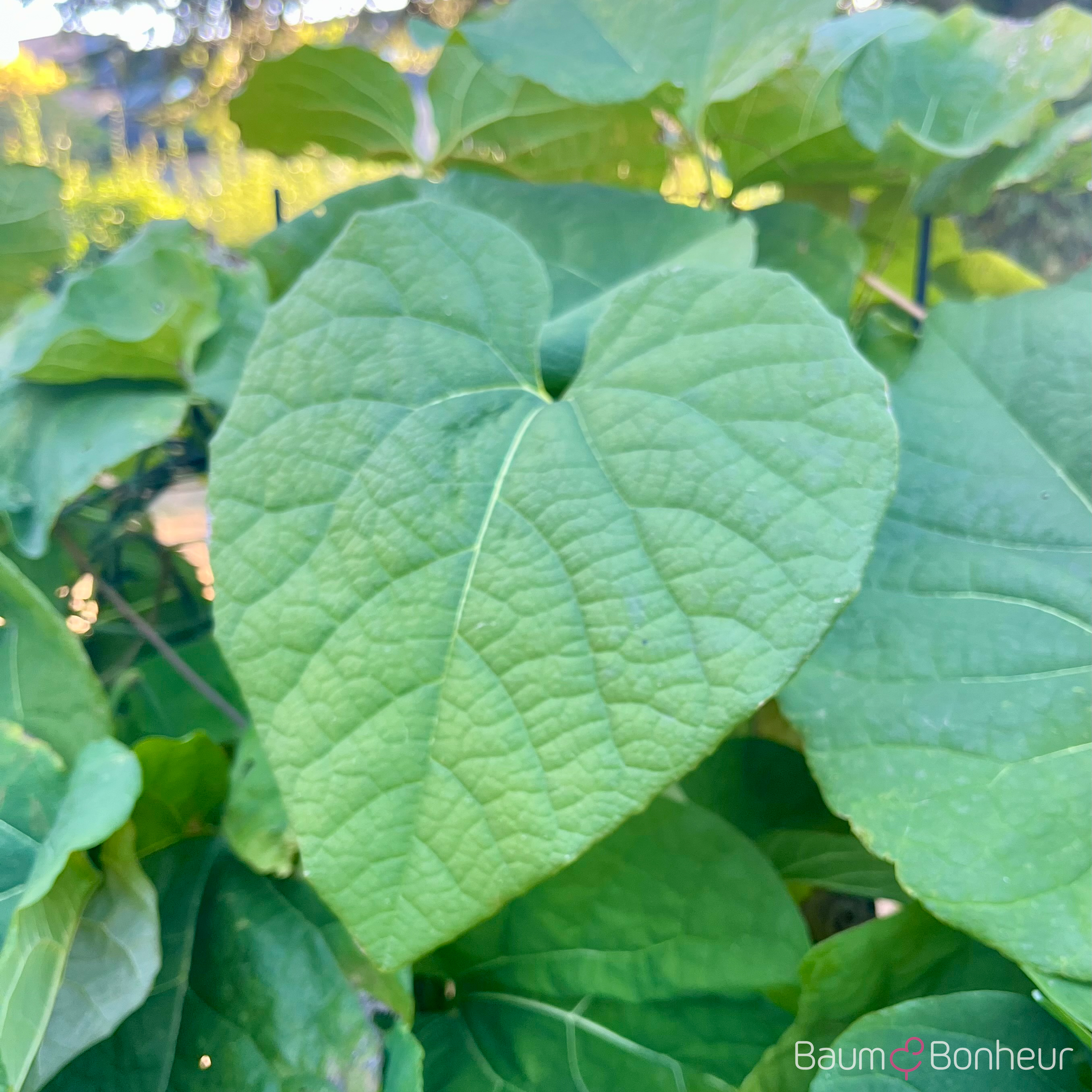 Aristolochia macrophylla