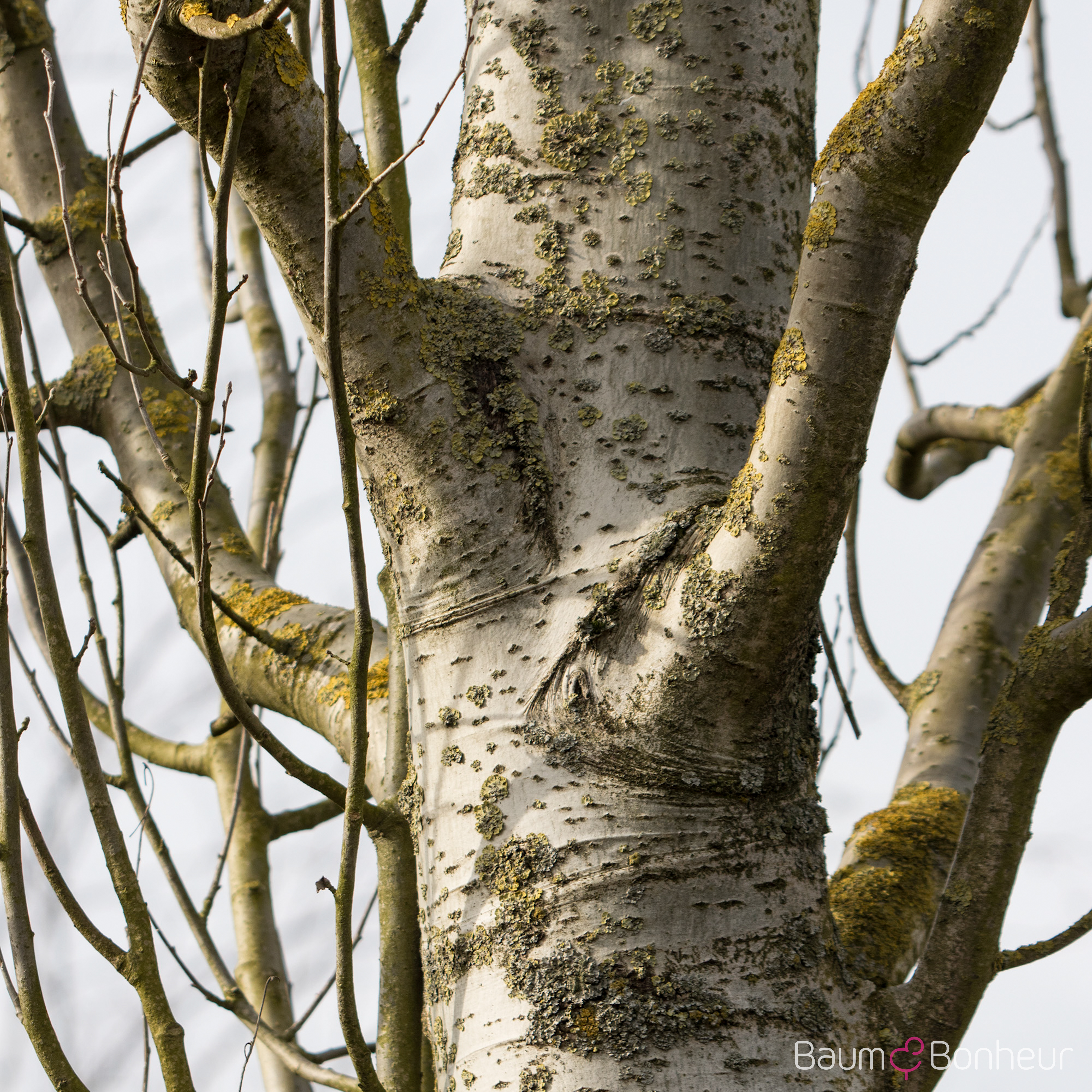 Populus alba 'Raket'