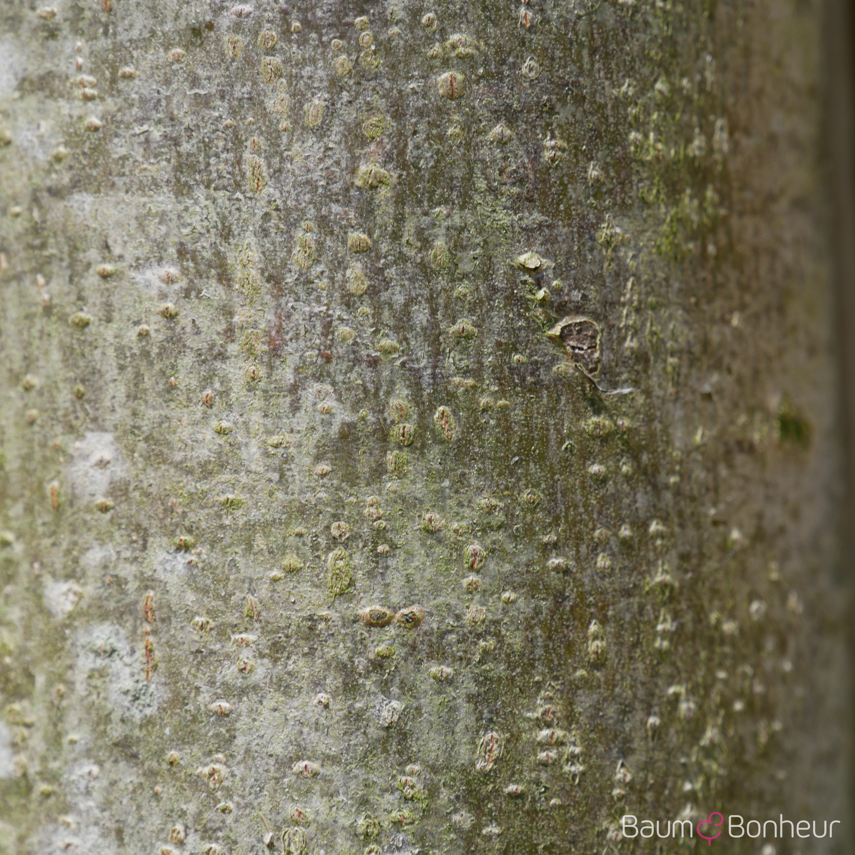Tilia mongolica 'Buda'