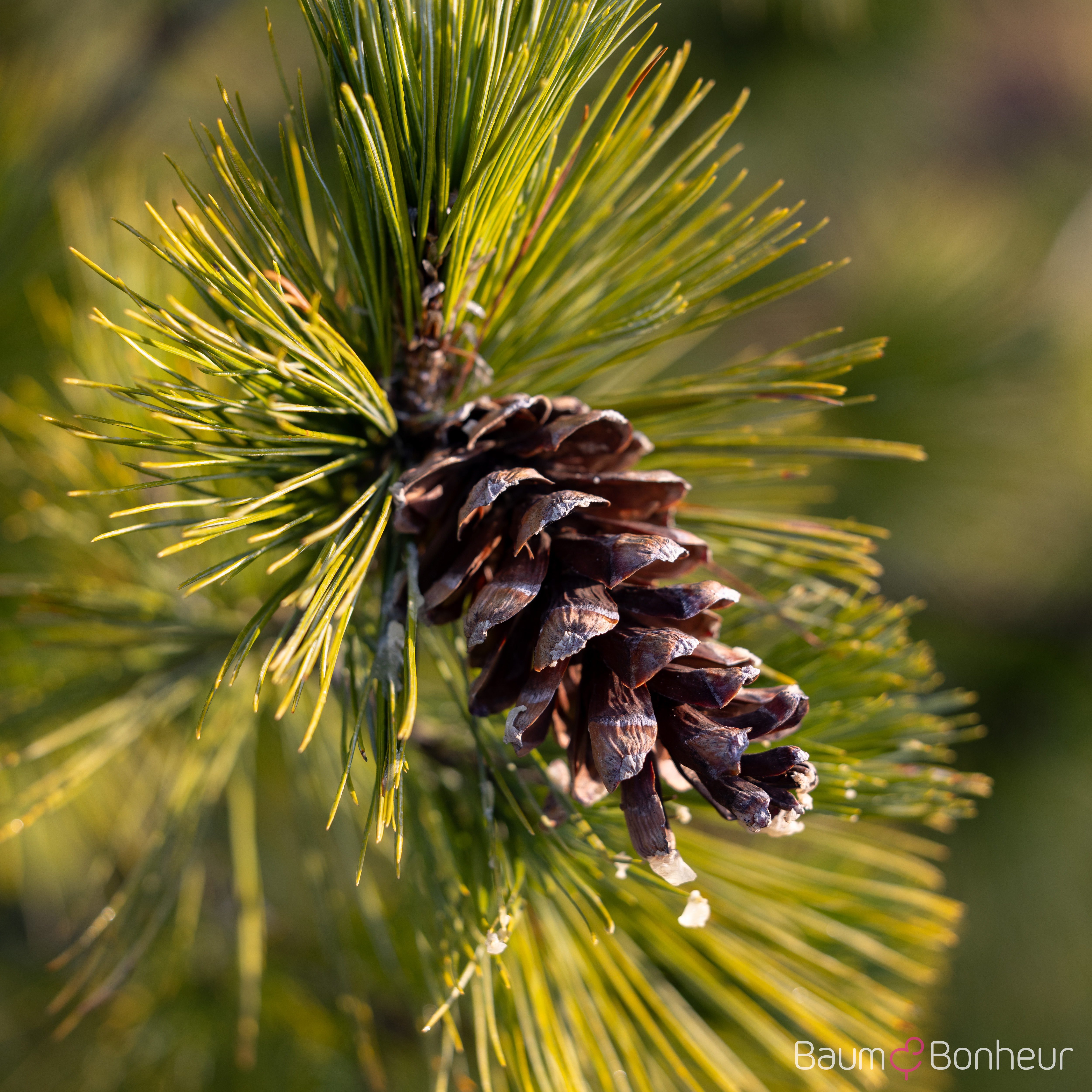 Pinus peuce