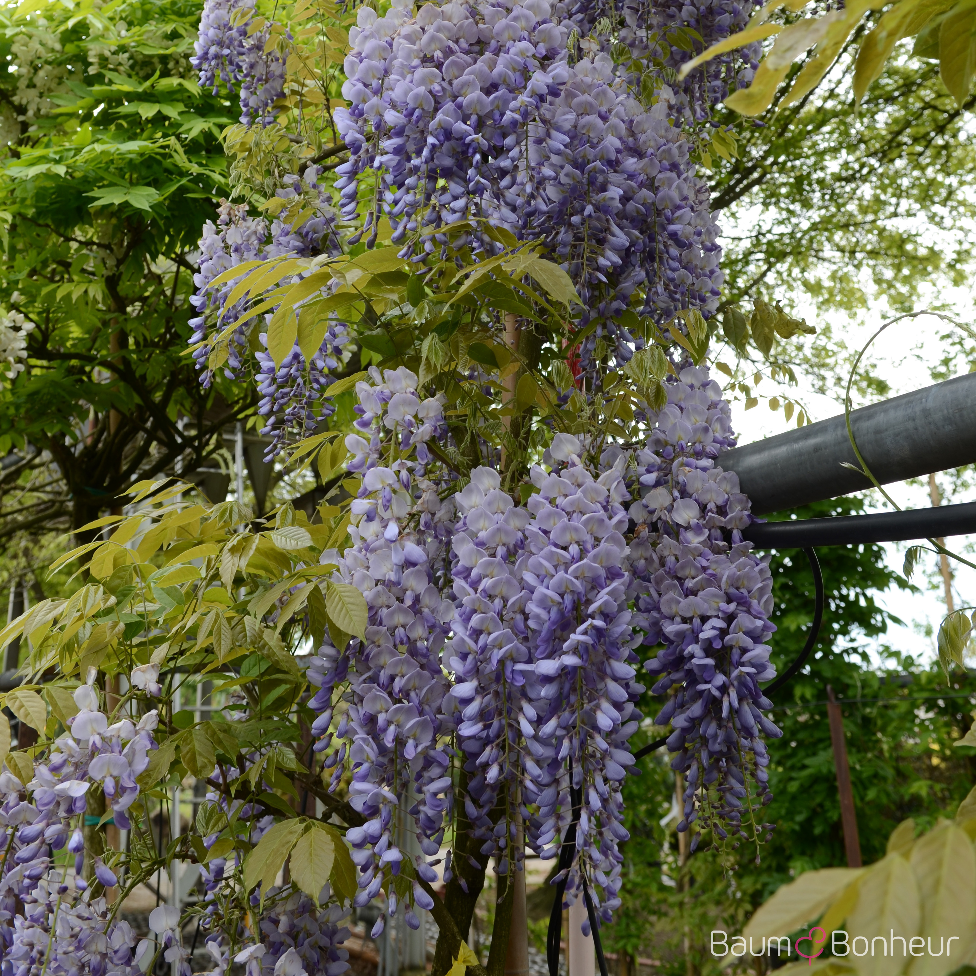 Wisteria floribunda