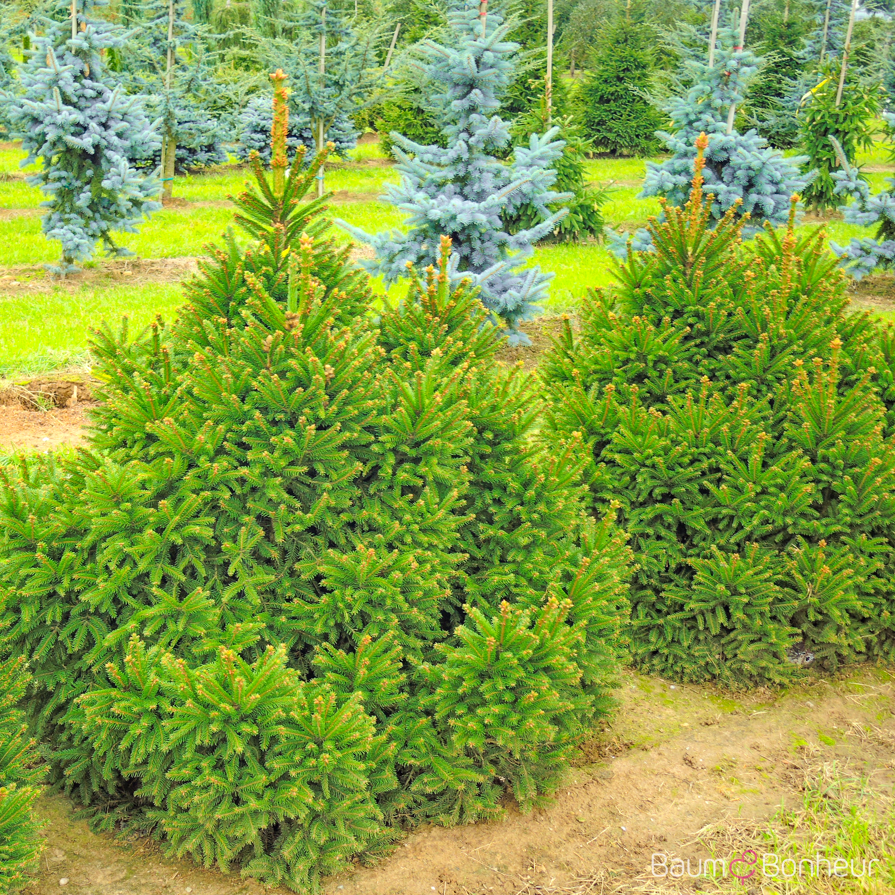 Picea abies 'Ohlendorffii'