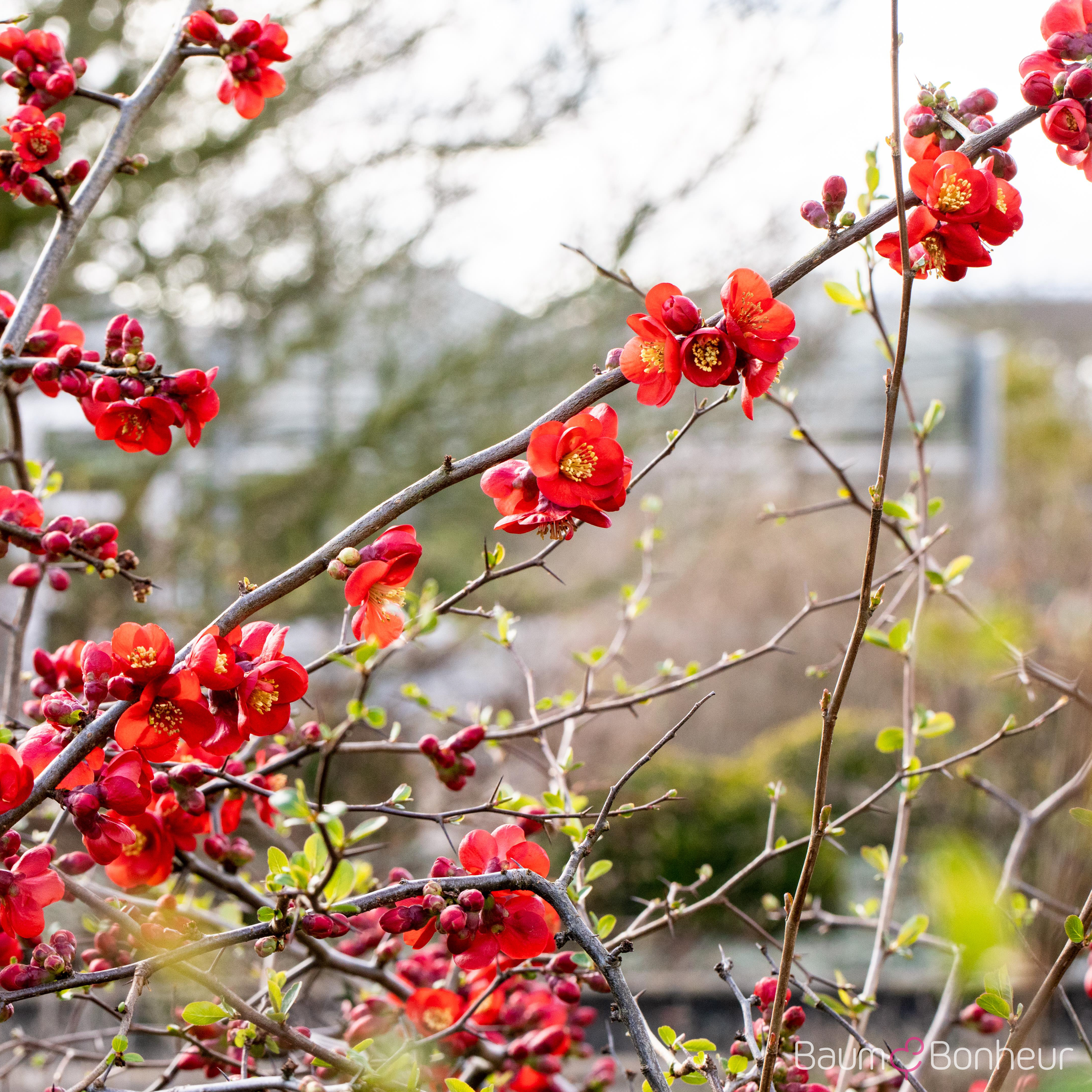 Chaenomeles 'Andenken an Carl Ramcke'