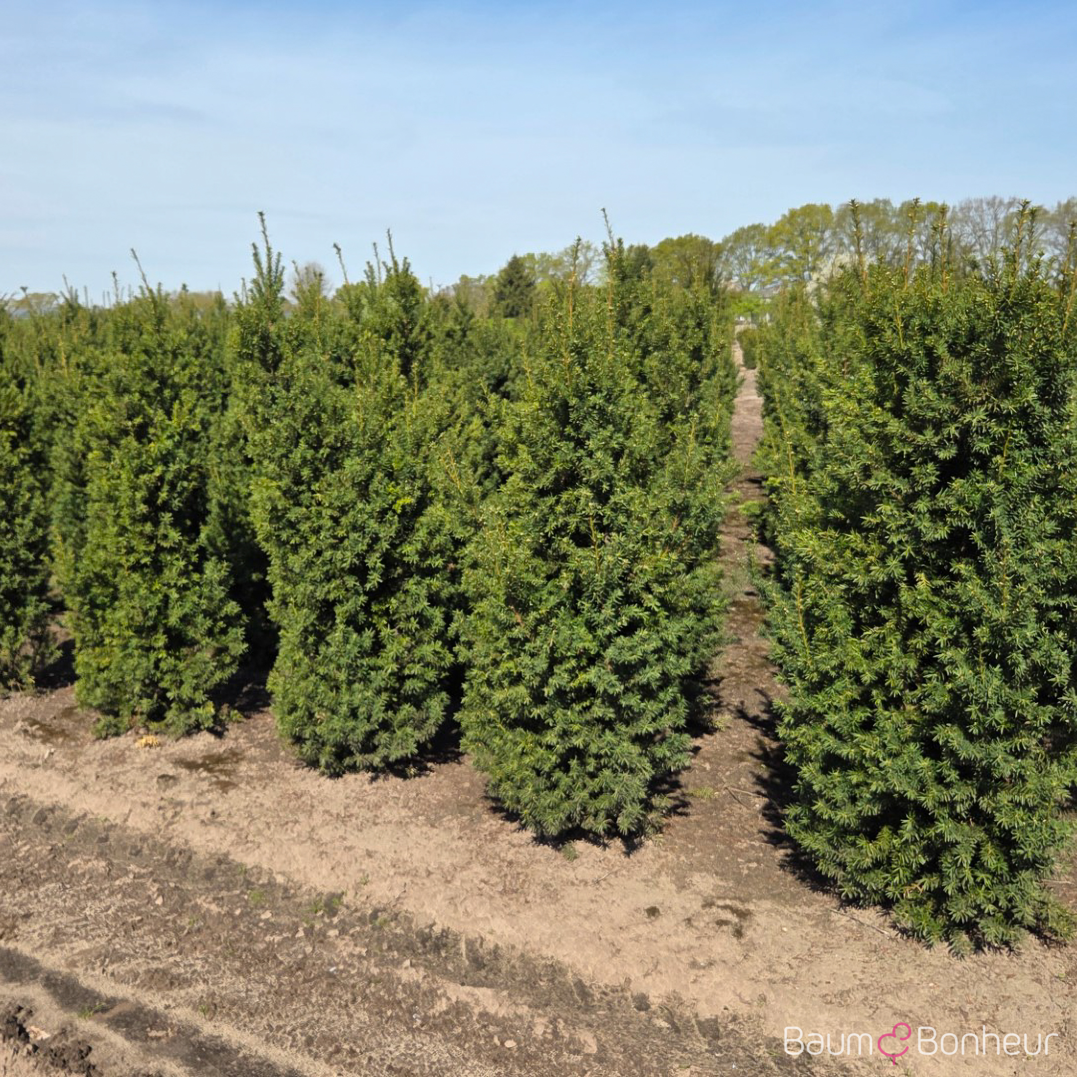 Taxus media 'Hicksii'