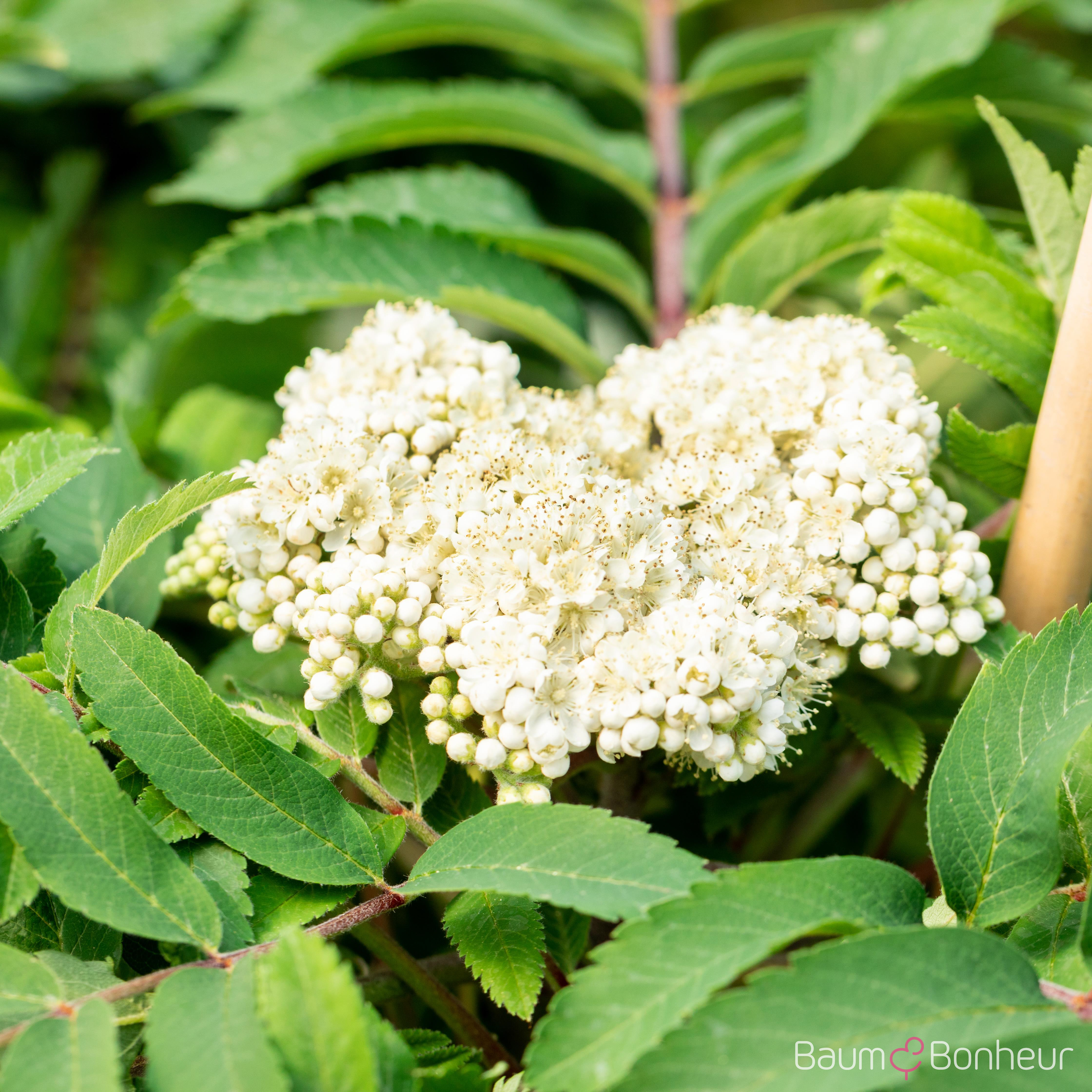 Sorbus aucuparia 'Fastigiata'