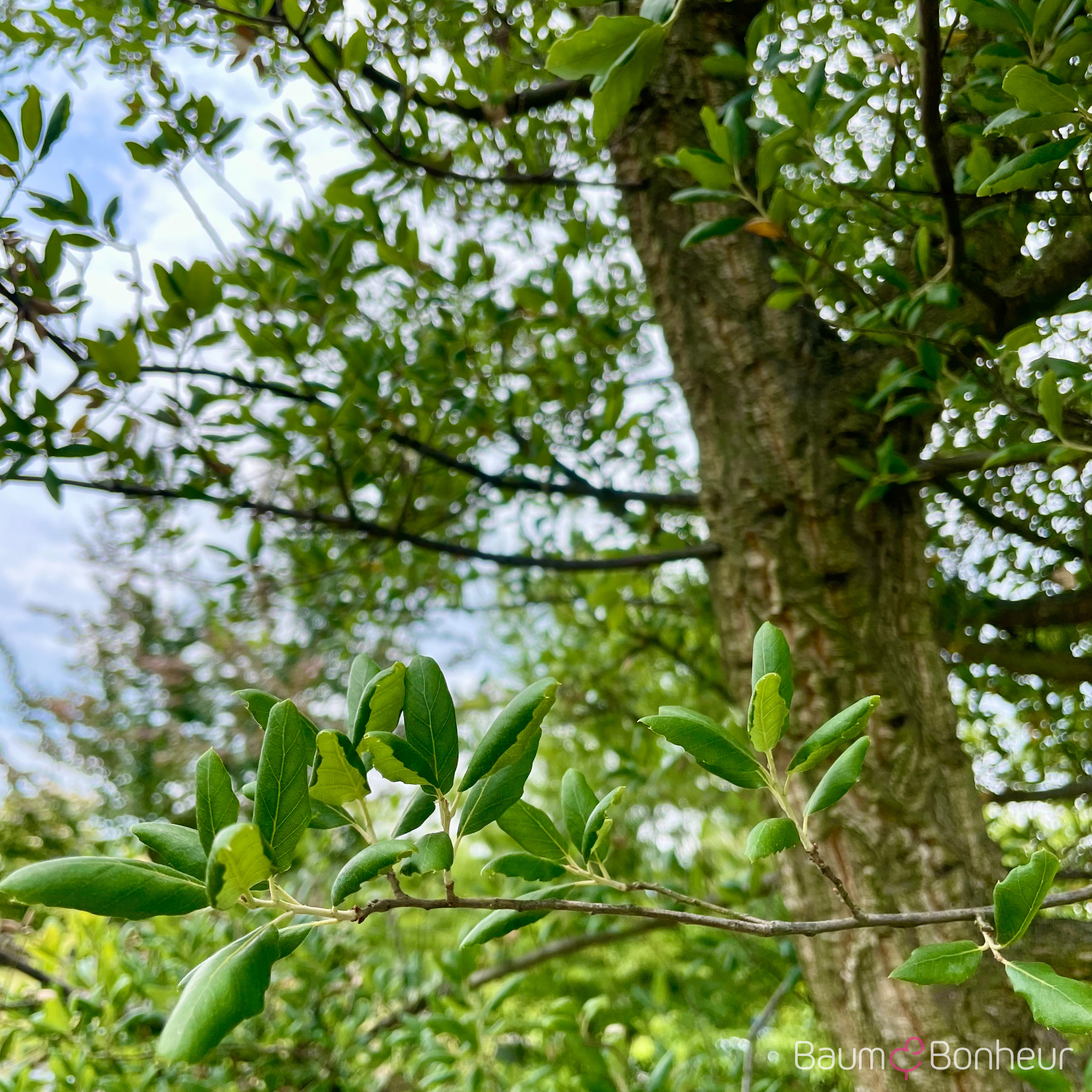 Quercus suber