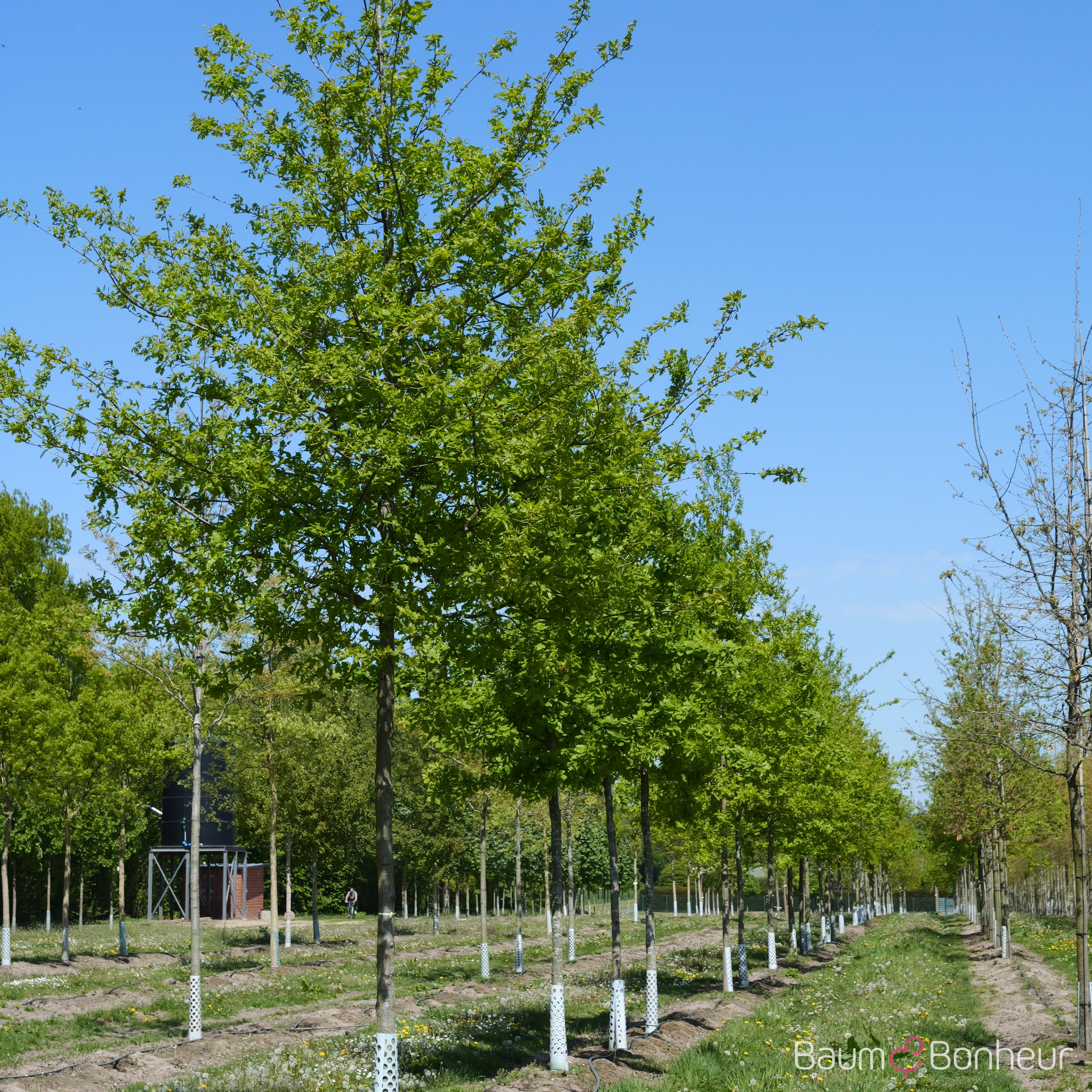 Quercus petraea