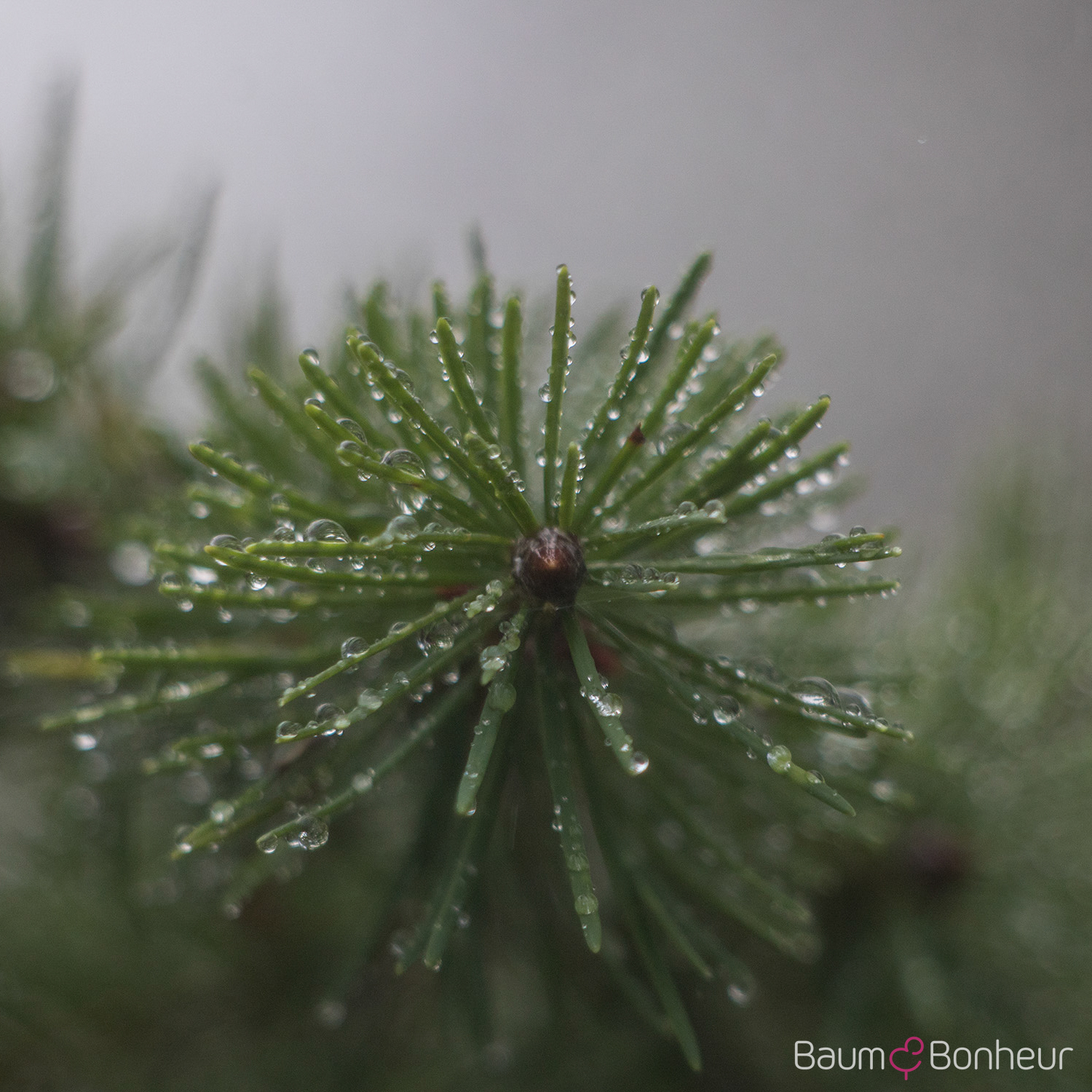 Pseudotsuga menziesii caesia