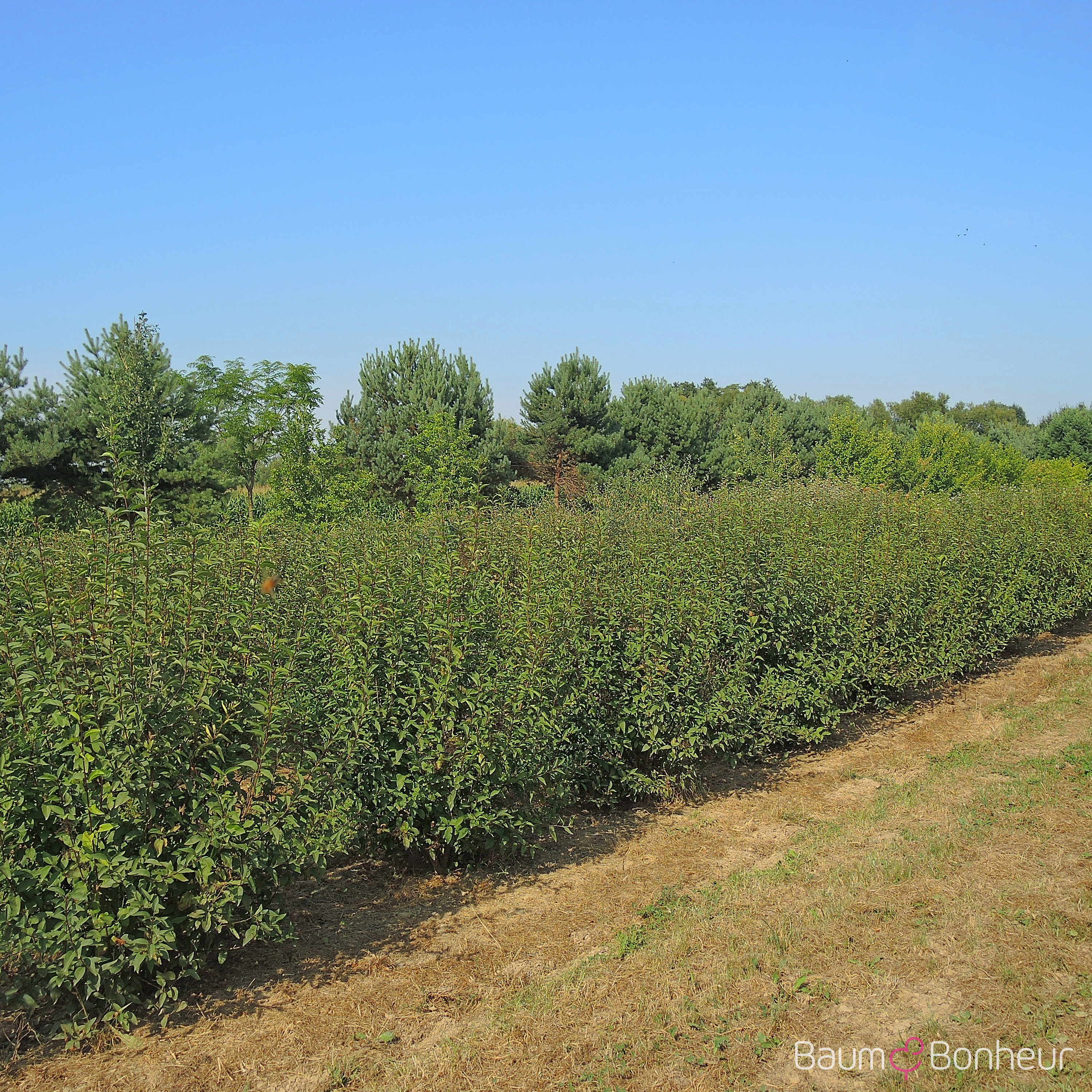 Syringa chinensis 'Saugeana'