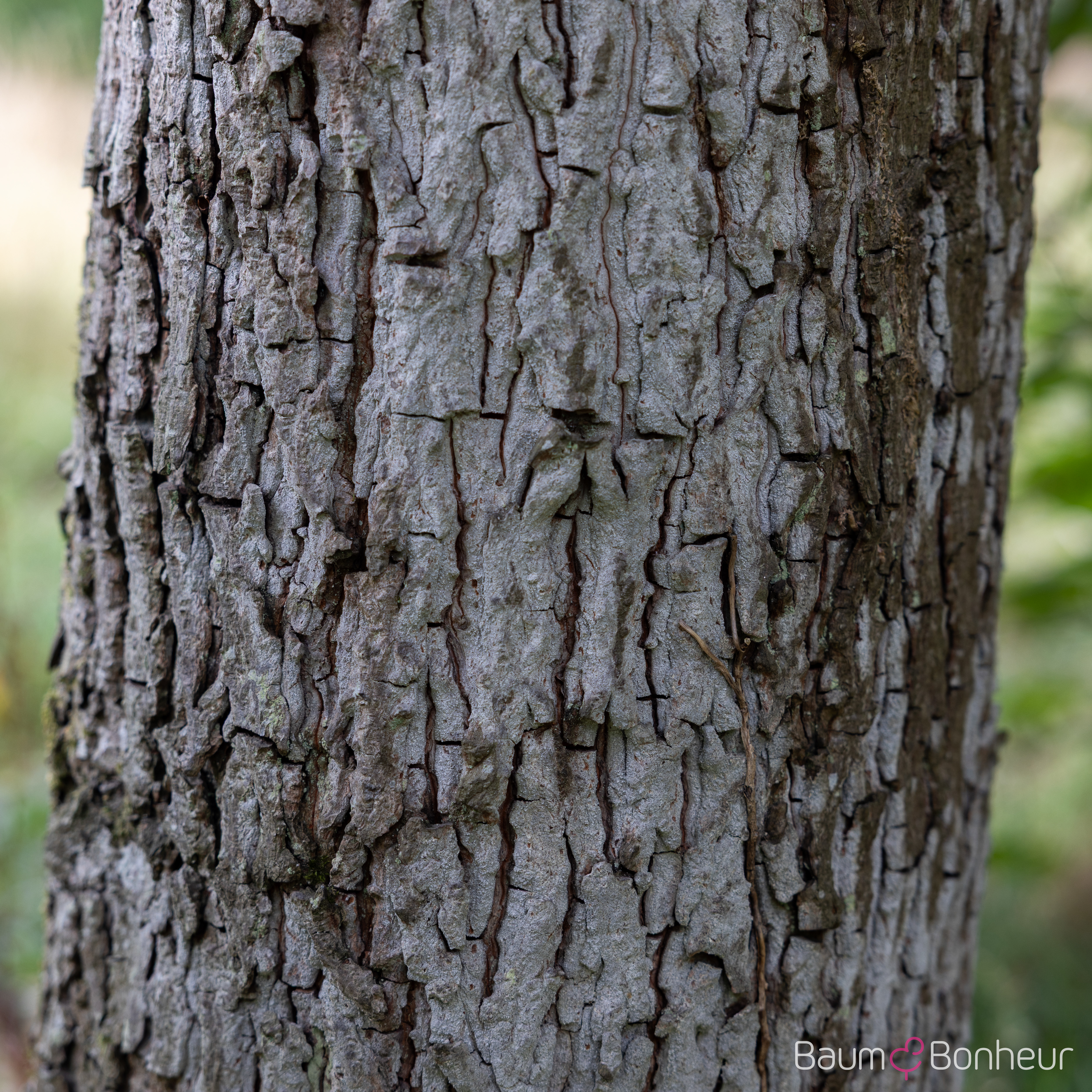 Carya illinoiensis