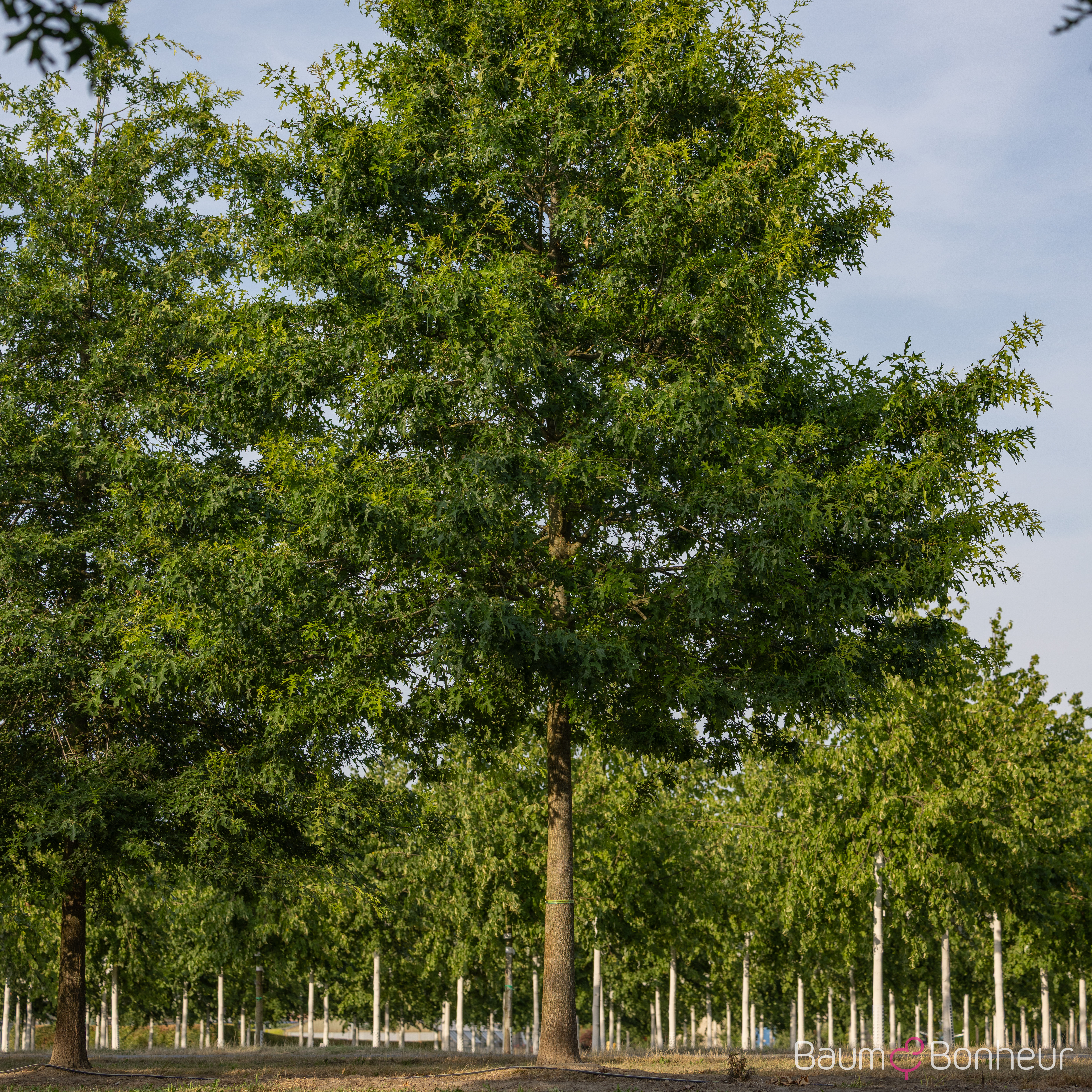 Quercus palustris