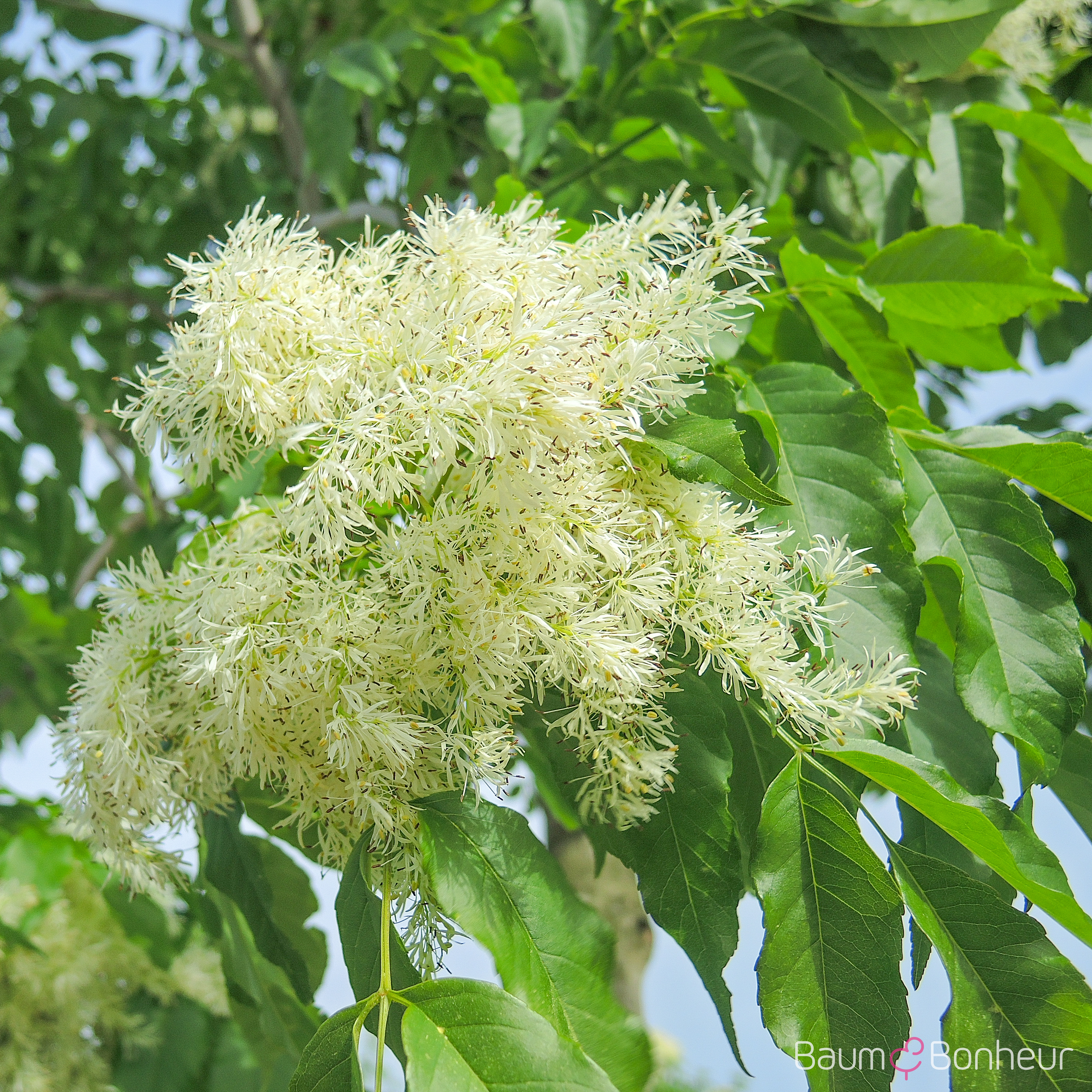 Fraxinus ornus 'Louisa Lady'
