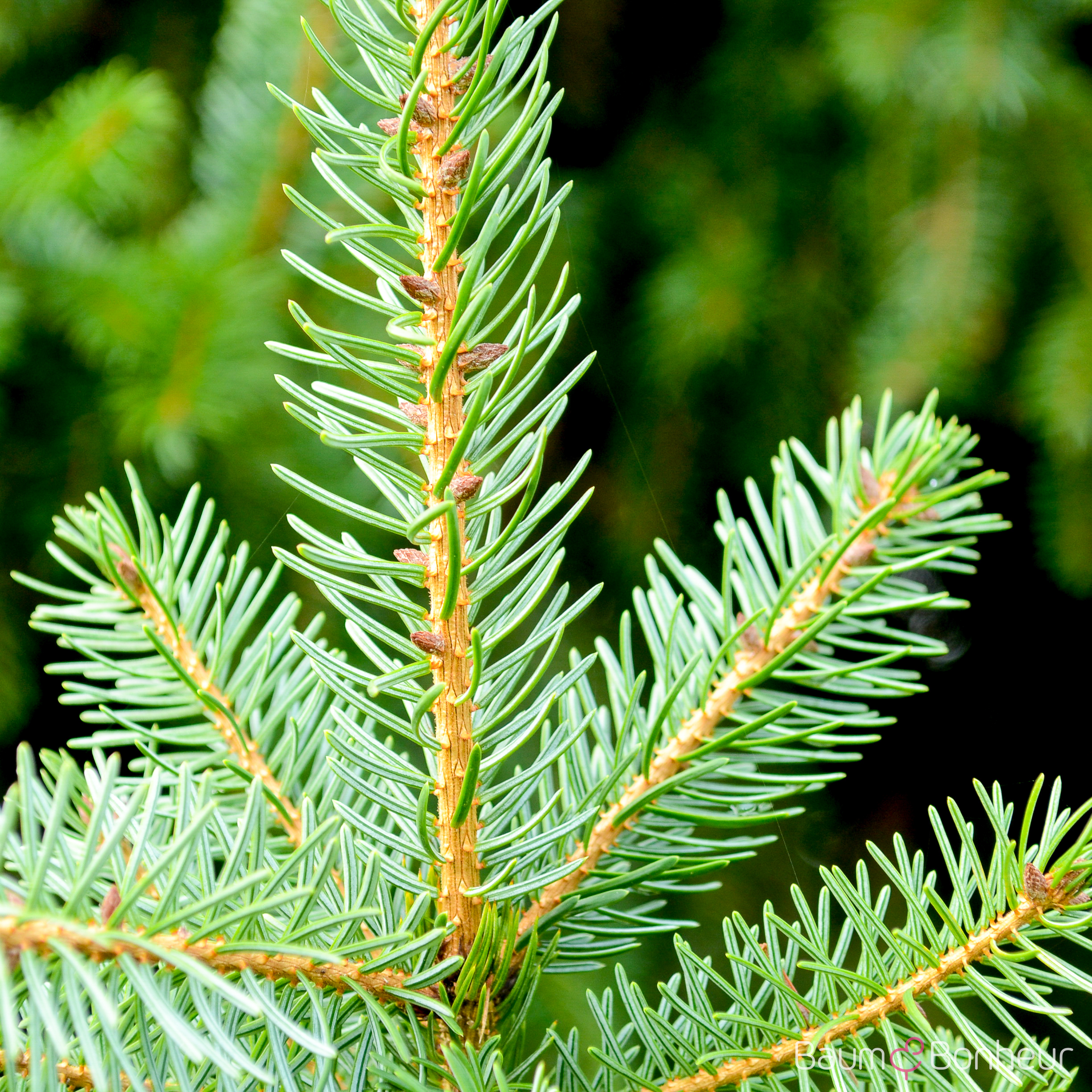 Picea omorika