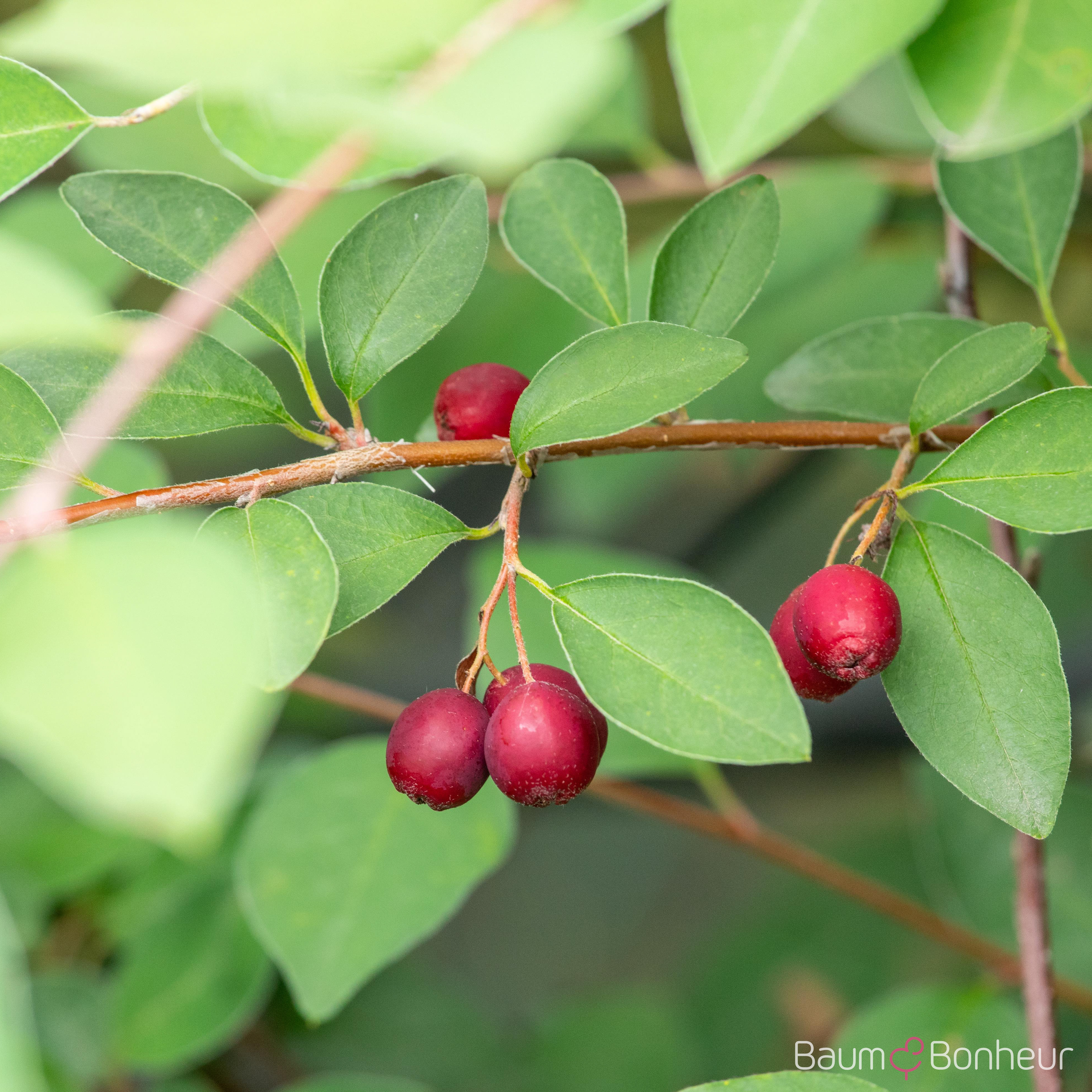 Cotoneaster multiflorus