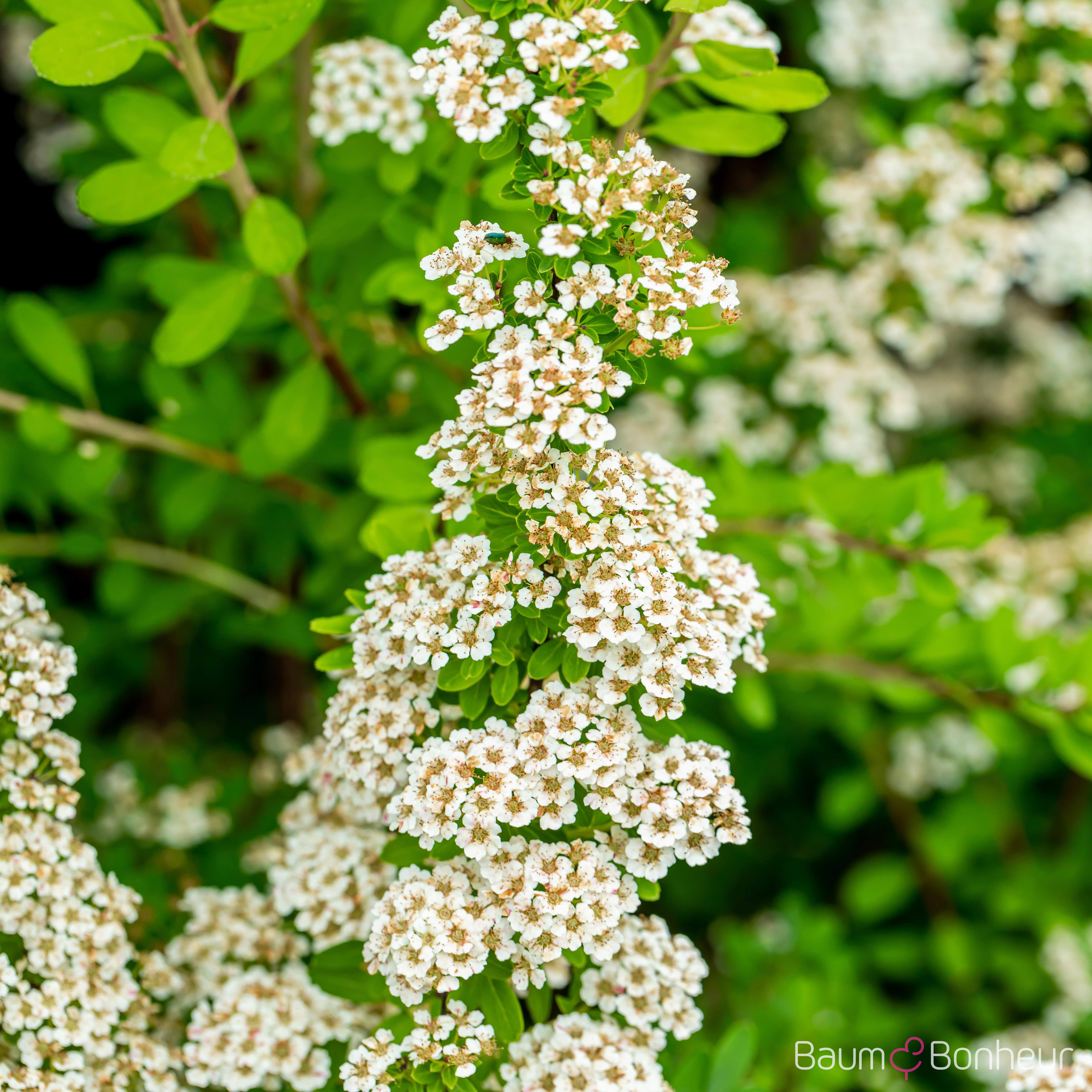 Spiraea nipponica 'Snowmound'