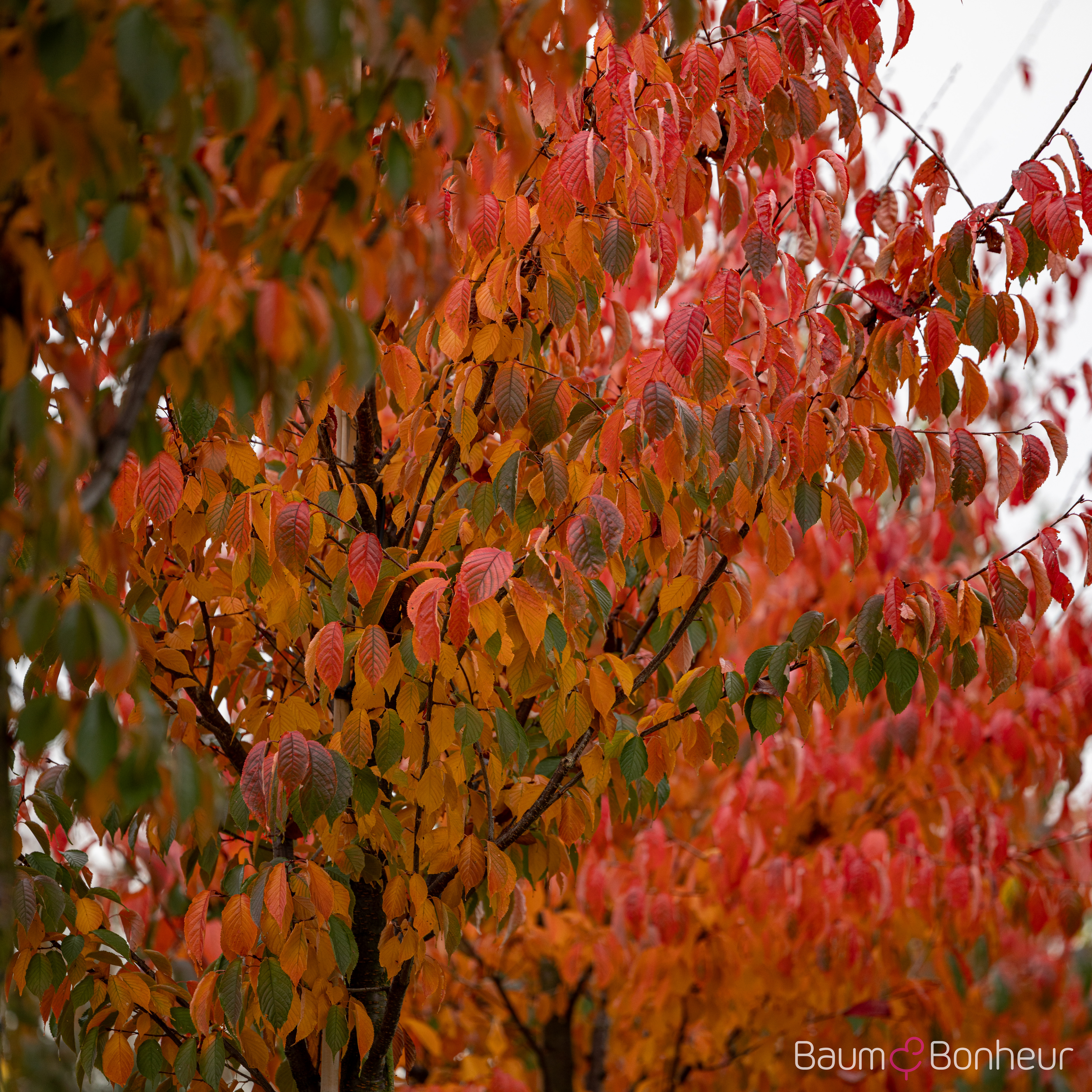 Prunus sargentii 'Charles Sargent'