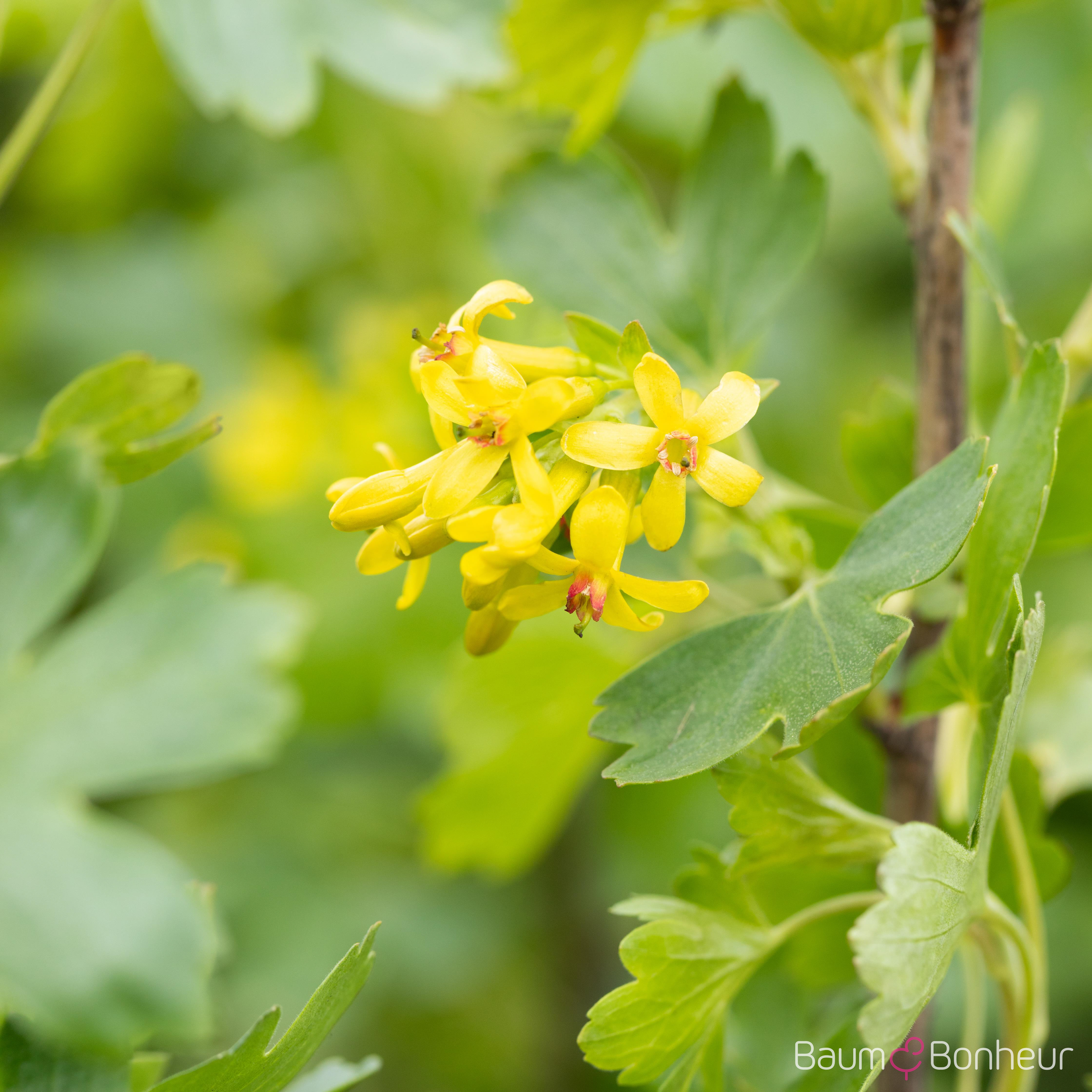 Ribes aureum