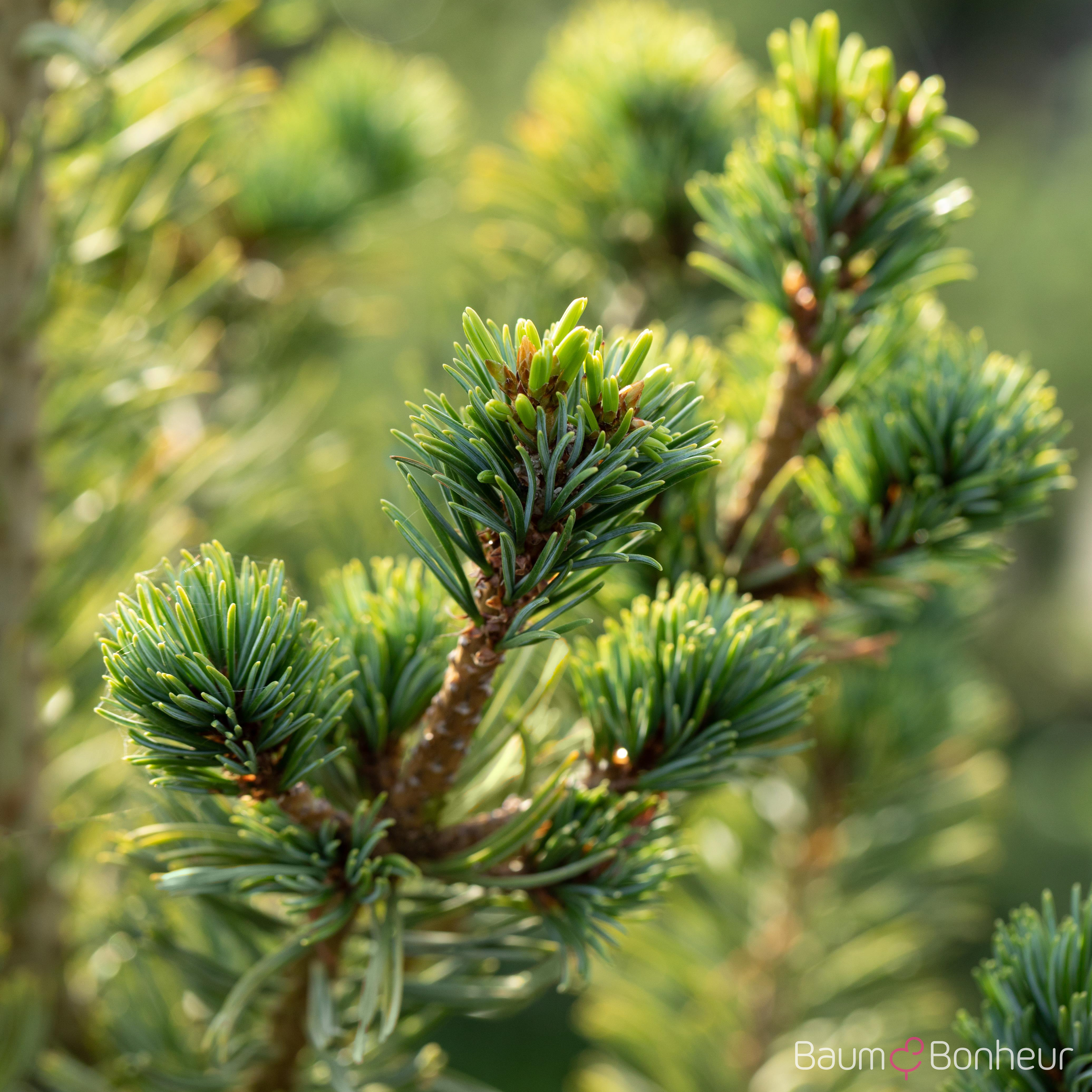 Pinus parviflora 'Tempelhof'