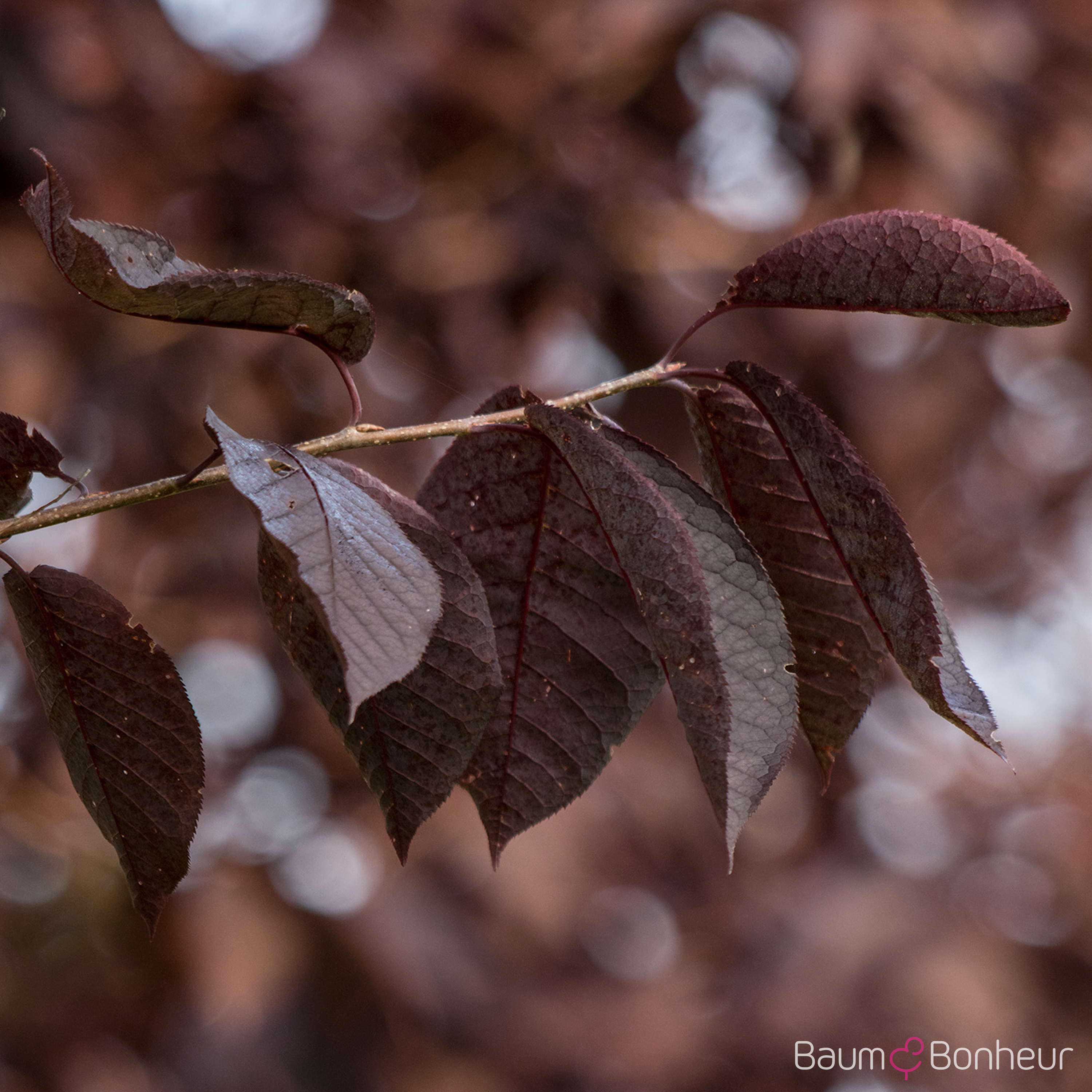Prunus virginiana 'Canada Red'