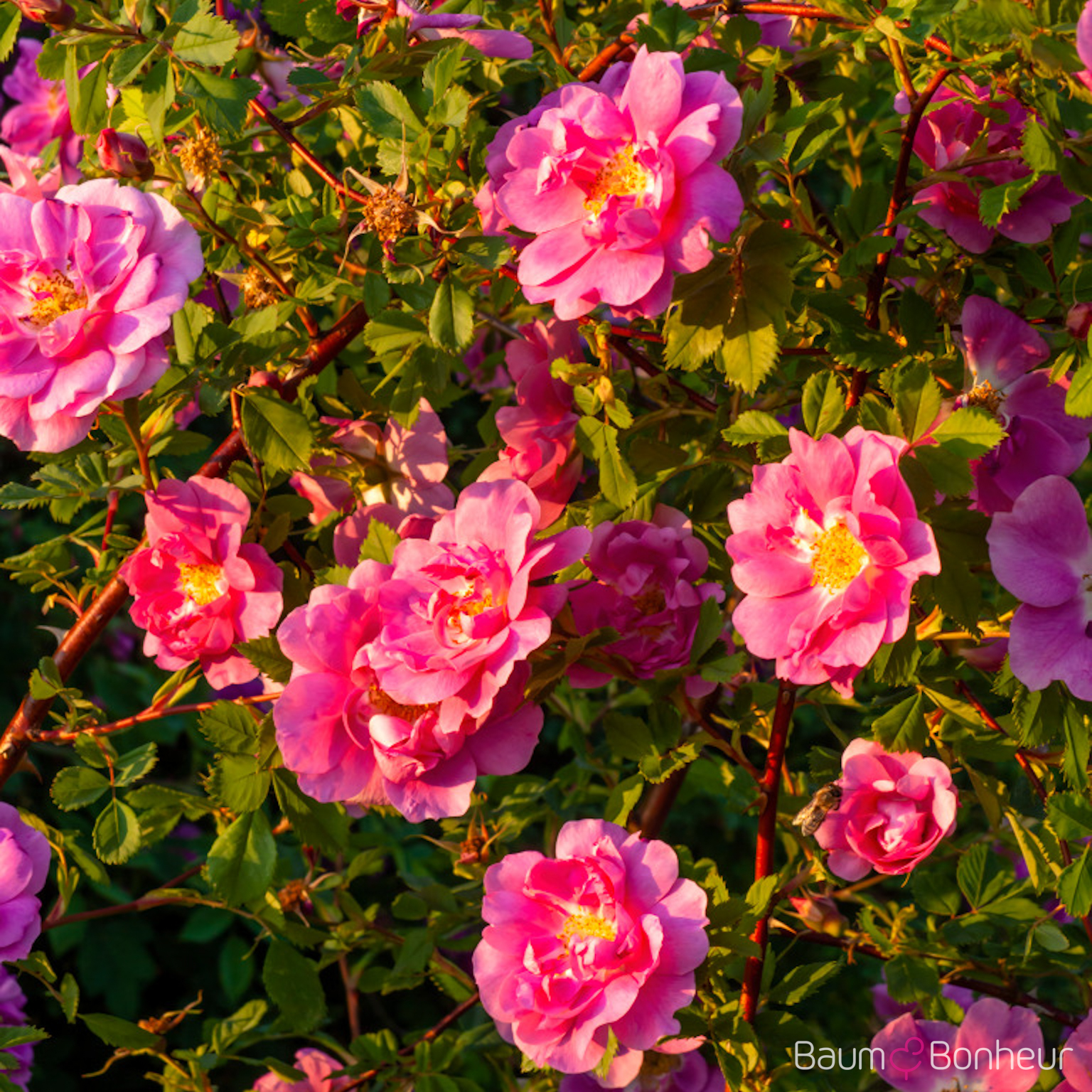 Rosa nitida