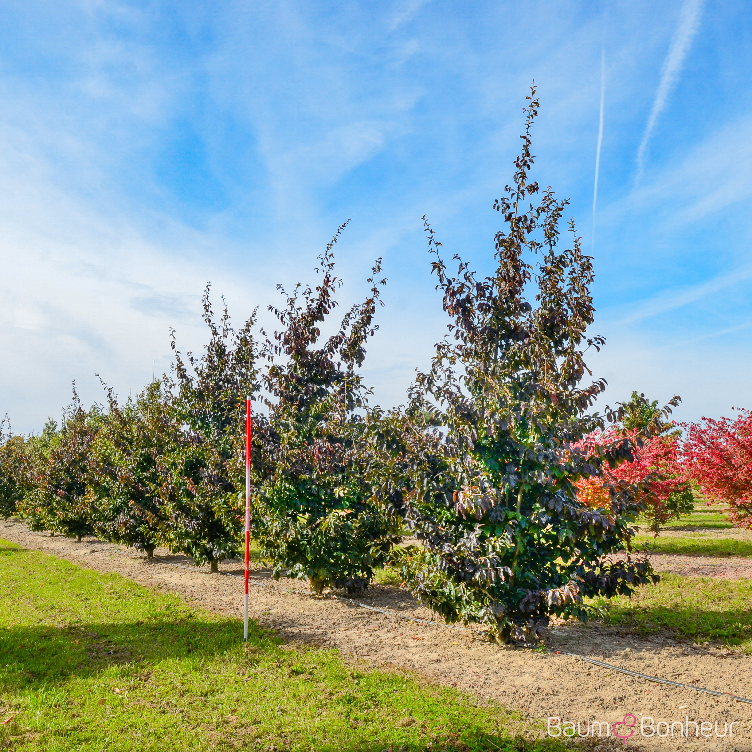 Parrotia persica 'Bella'