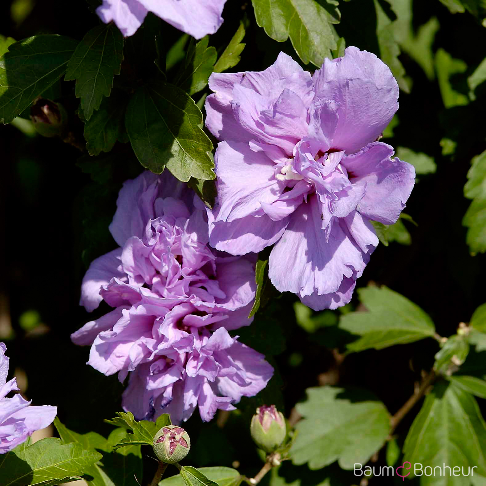 Hibiscus syriacus 'Ardens'