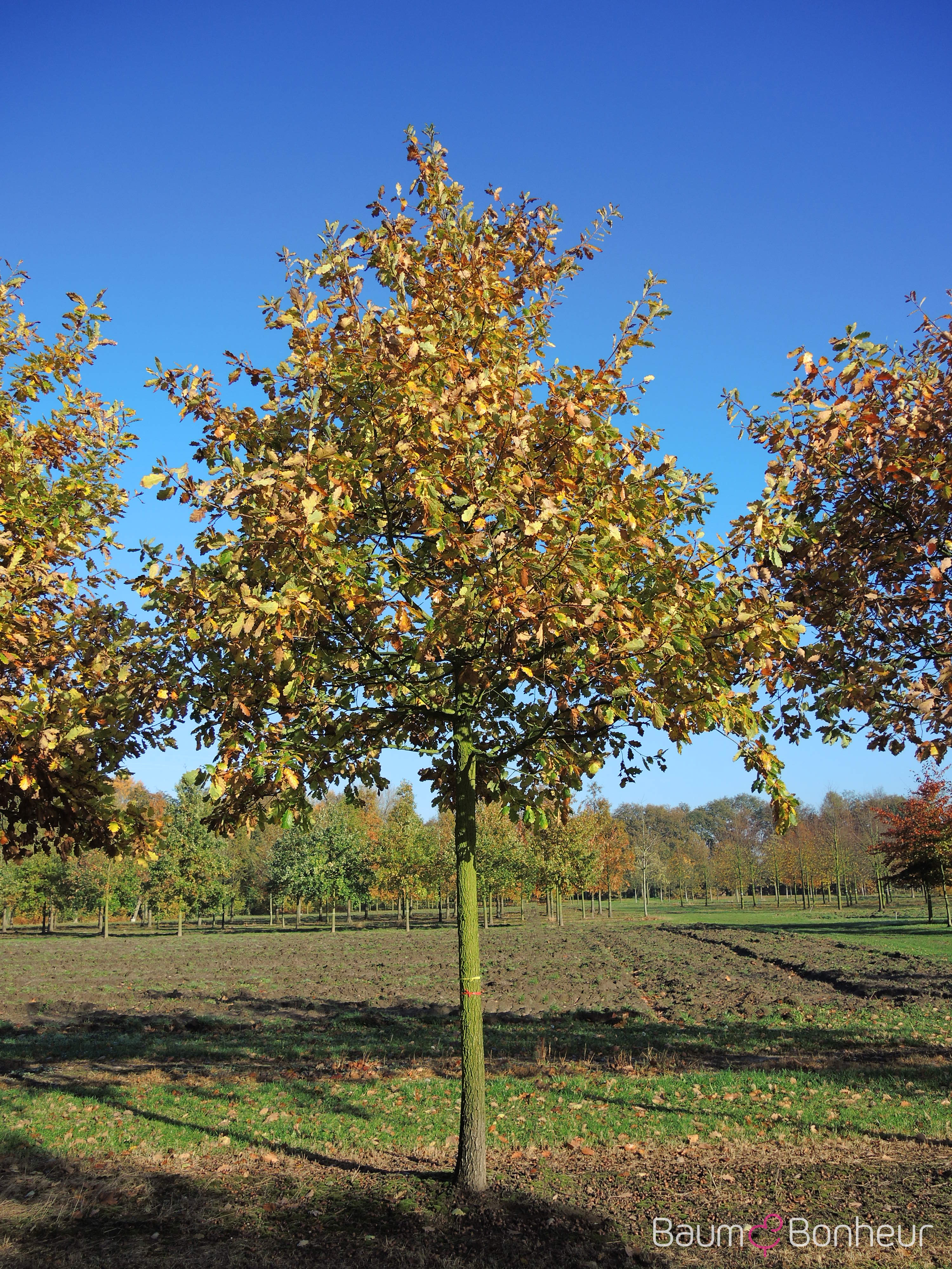 Quercus petraea