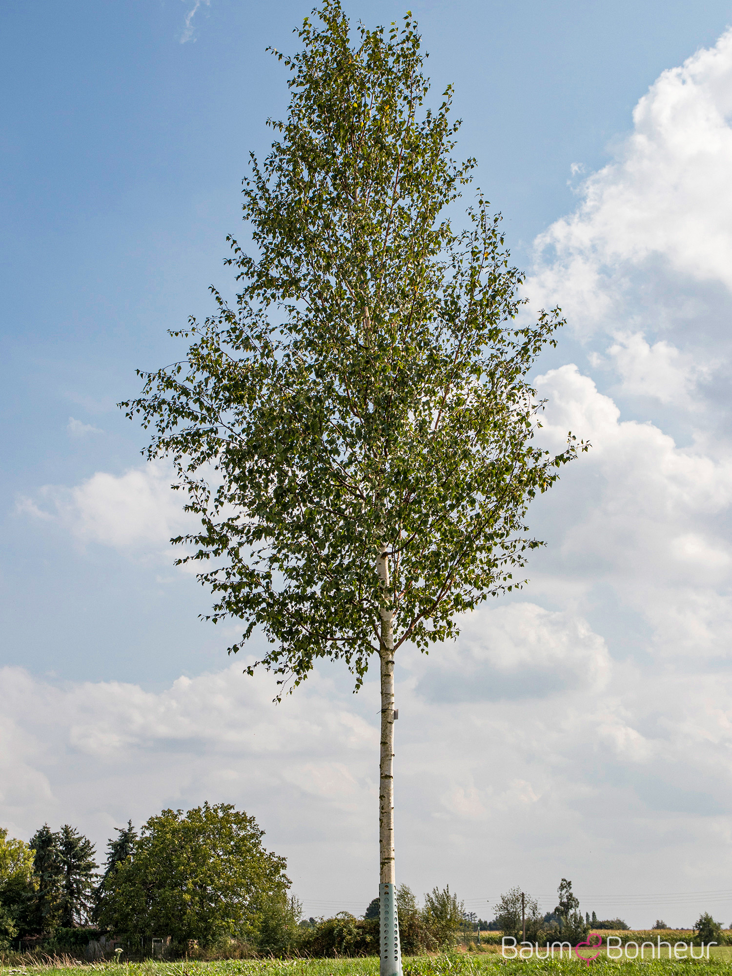 Betula pendula 'Zwitsers Glorie'