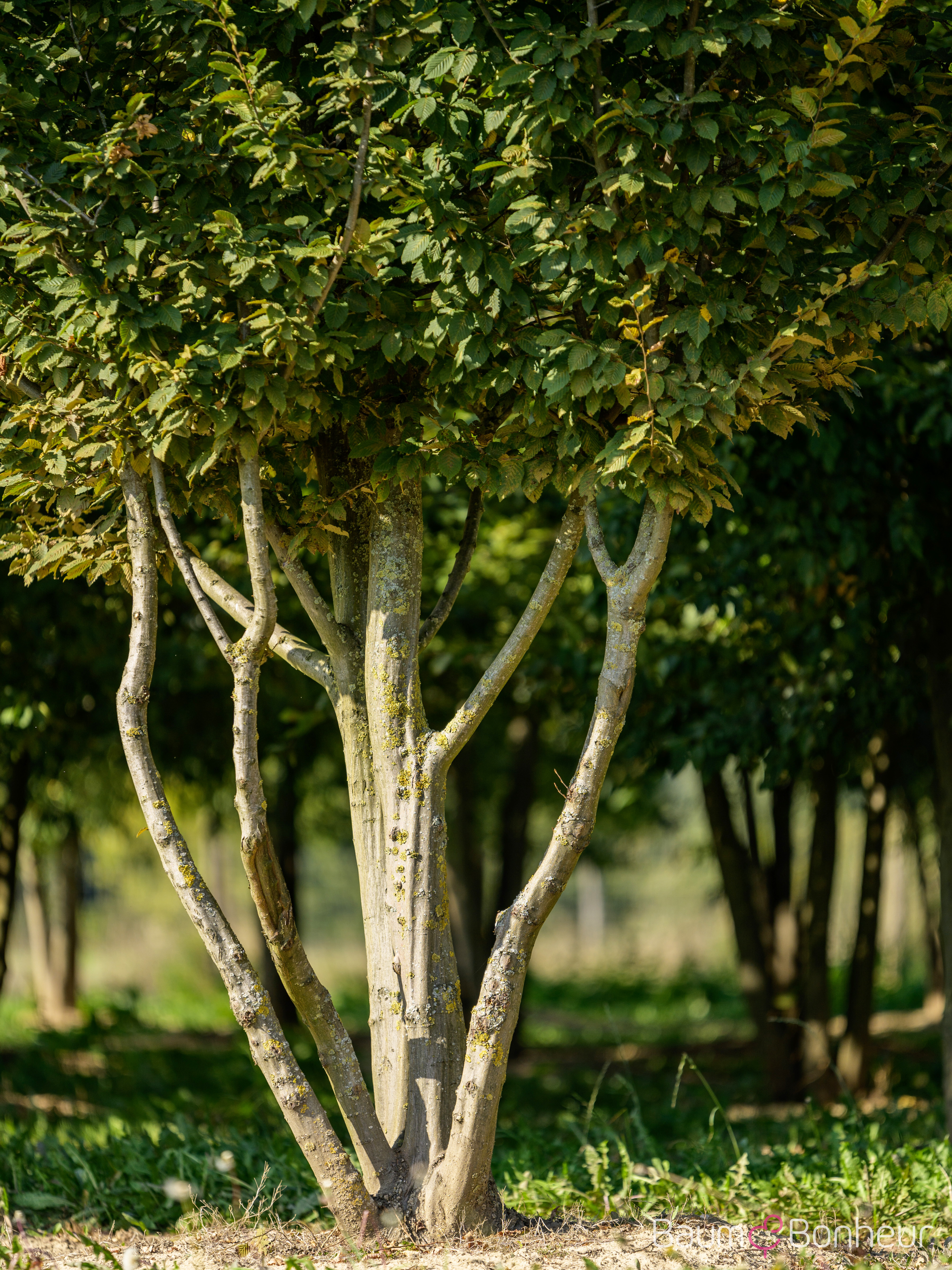 Carpinus betulus