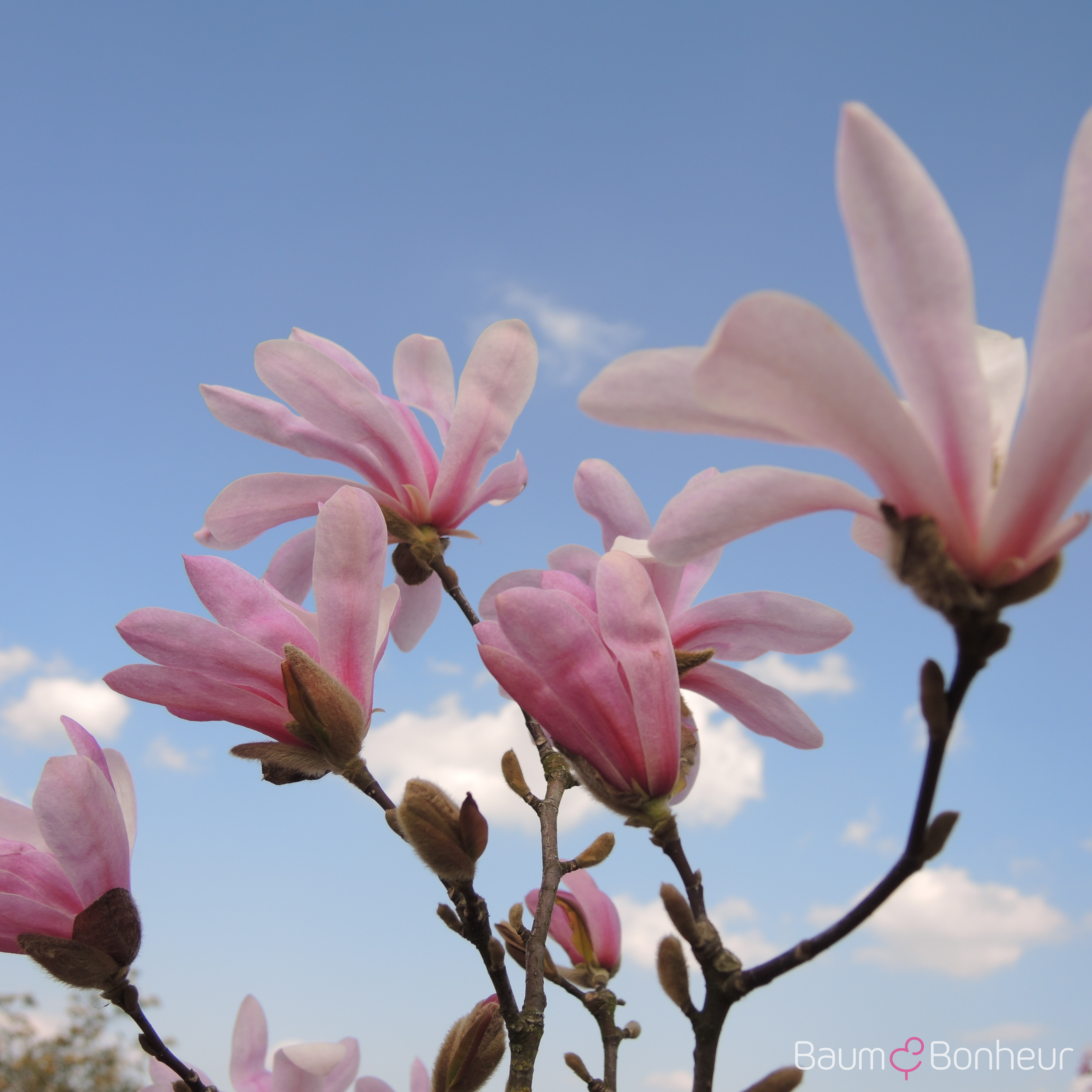 Magnolia loebneri 'Leonard Messel'