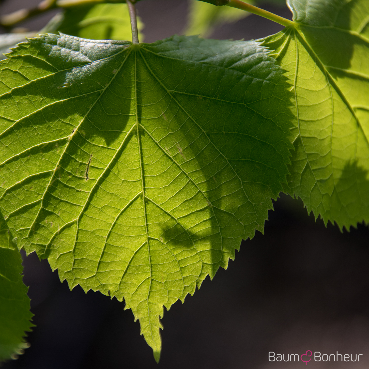 Tilia europaea 'Pallida Typ Lappen'