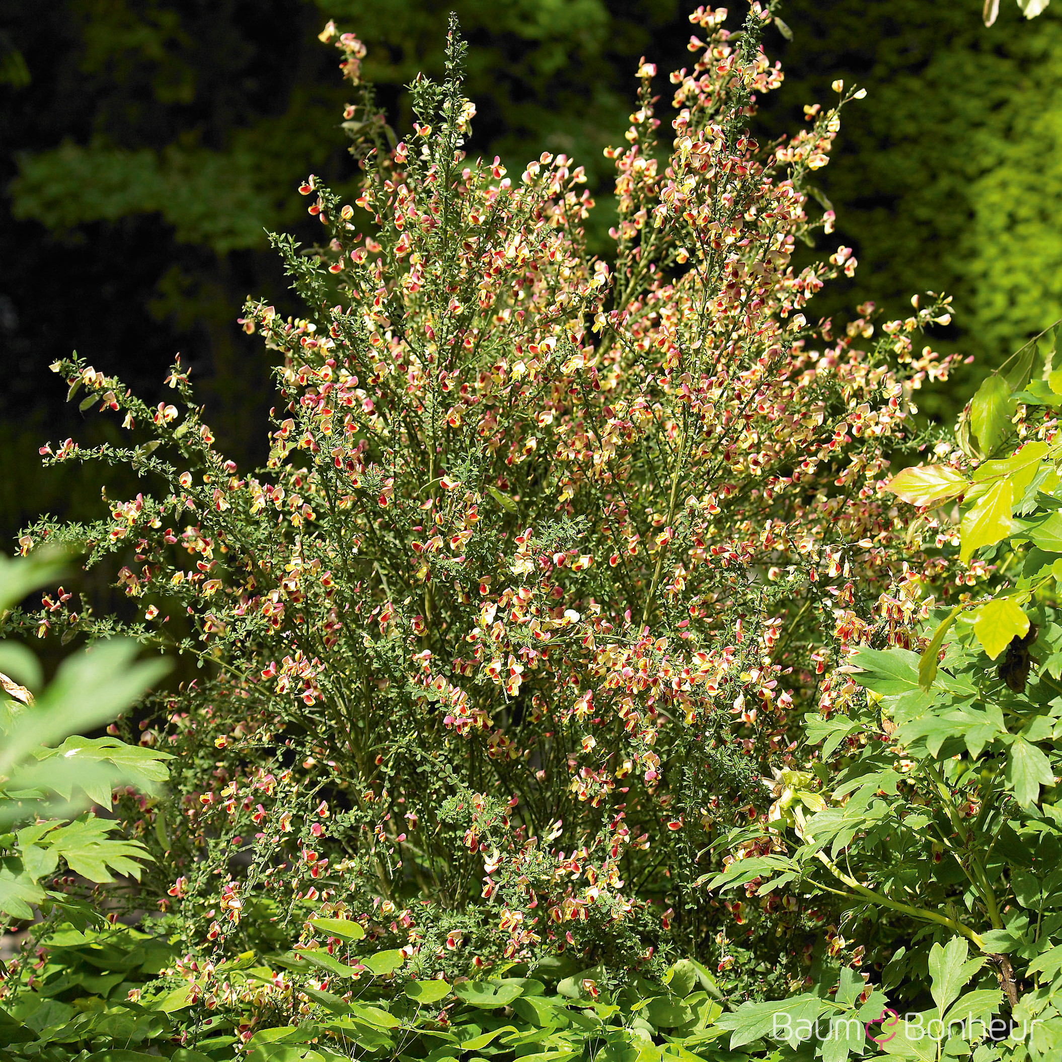 Cytisus scoparius 'Burkwoodii'