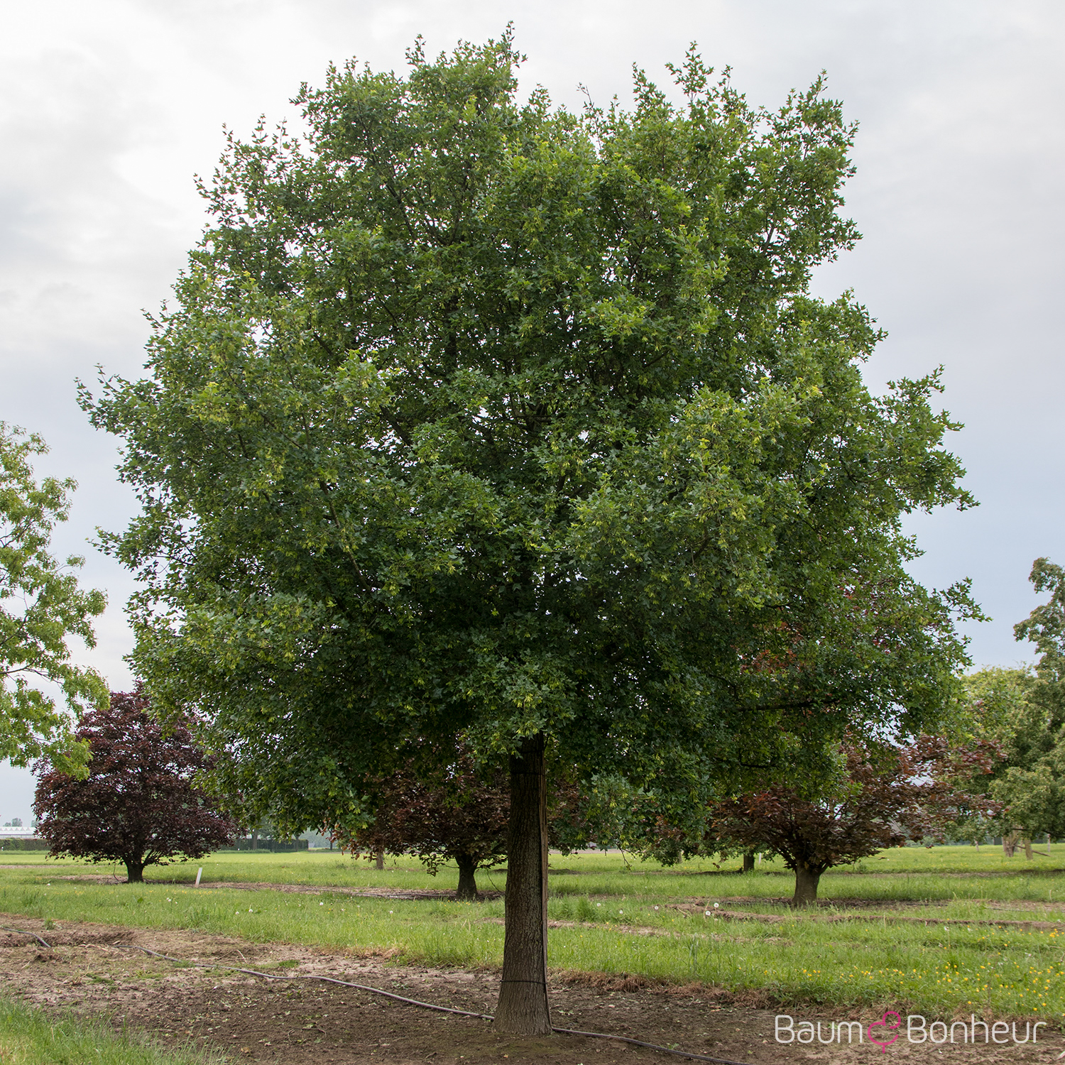 Acer monspessulanum