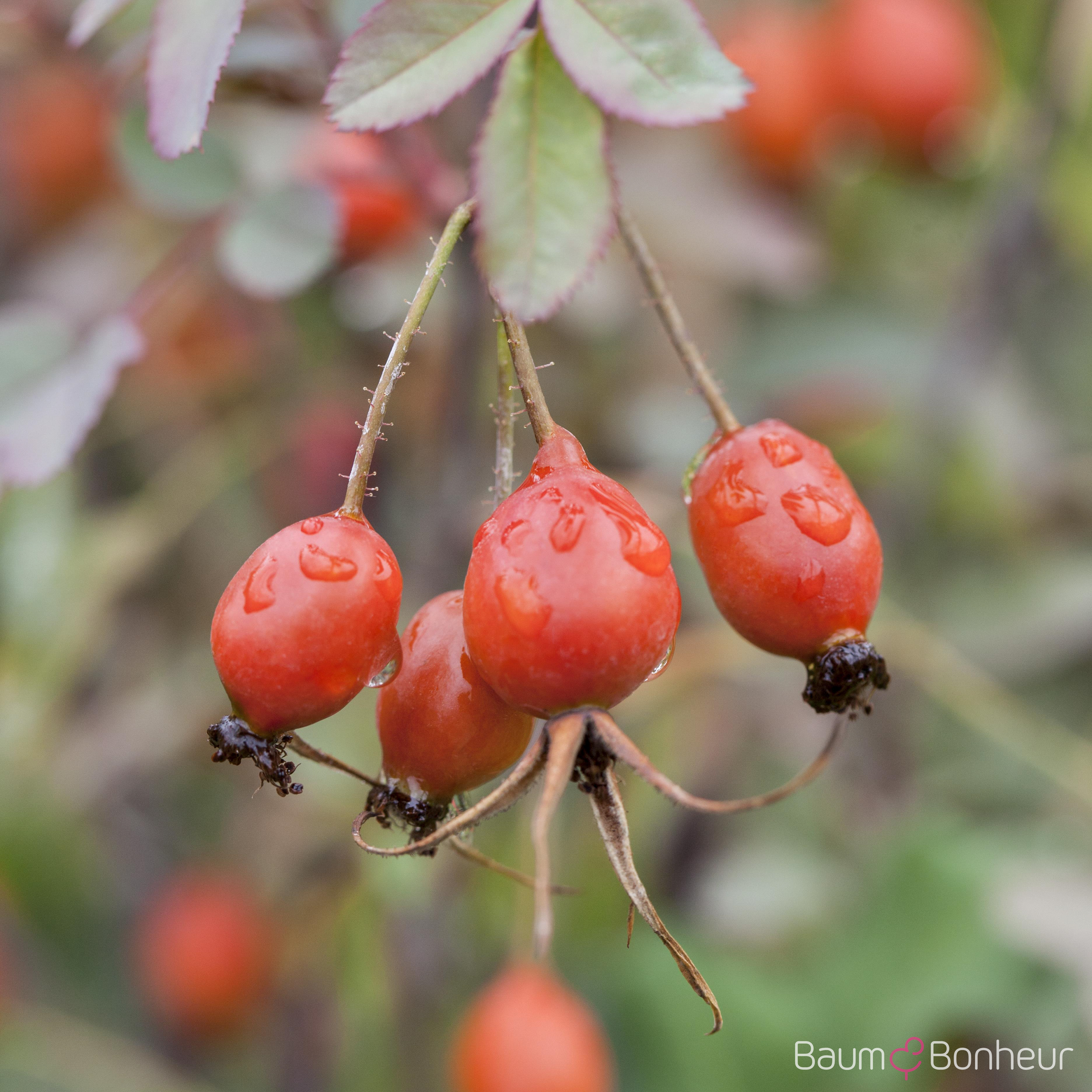 Rosa glauca