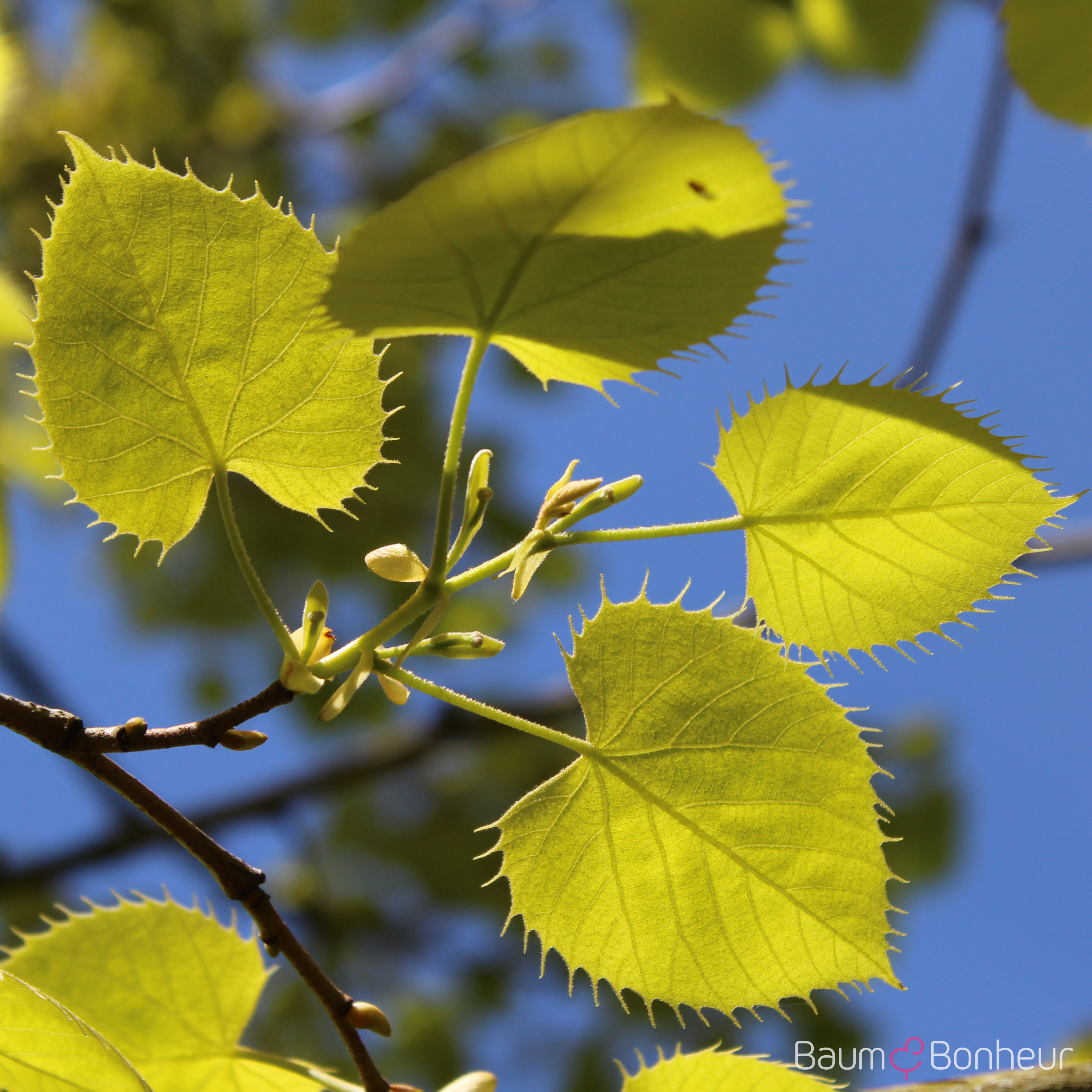 Tilia henryana