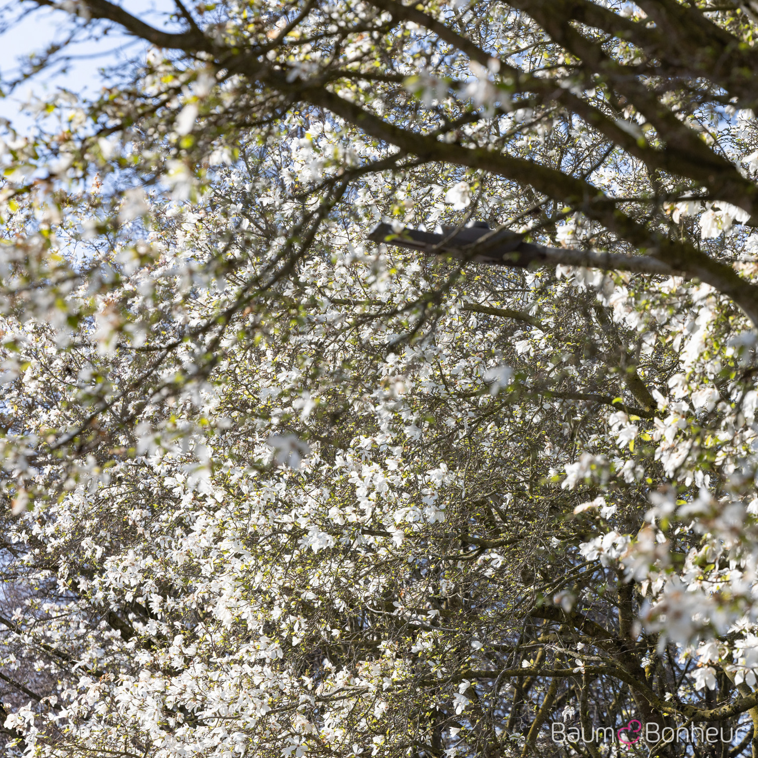 Magnolia kobus