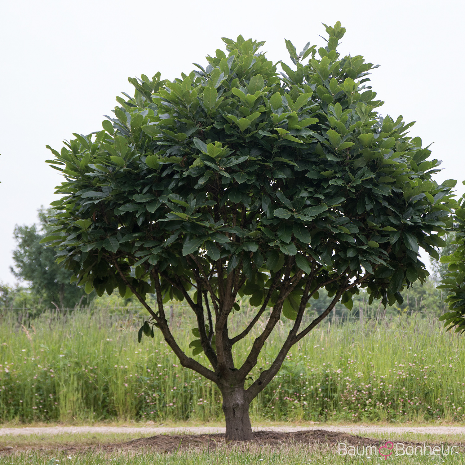 Quercus pontica